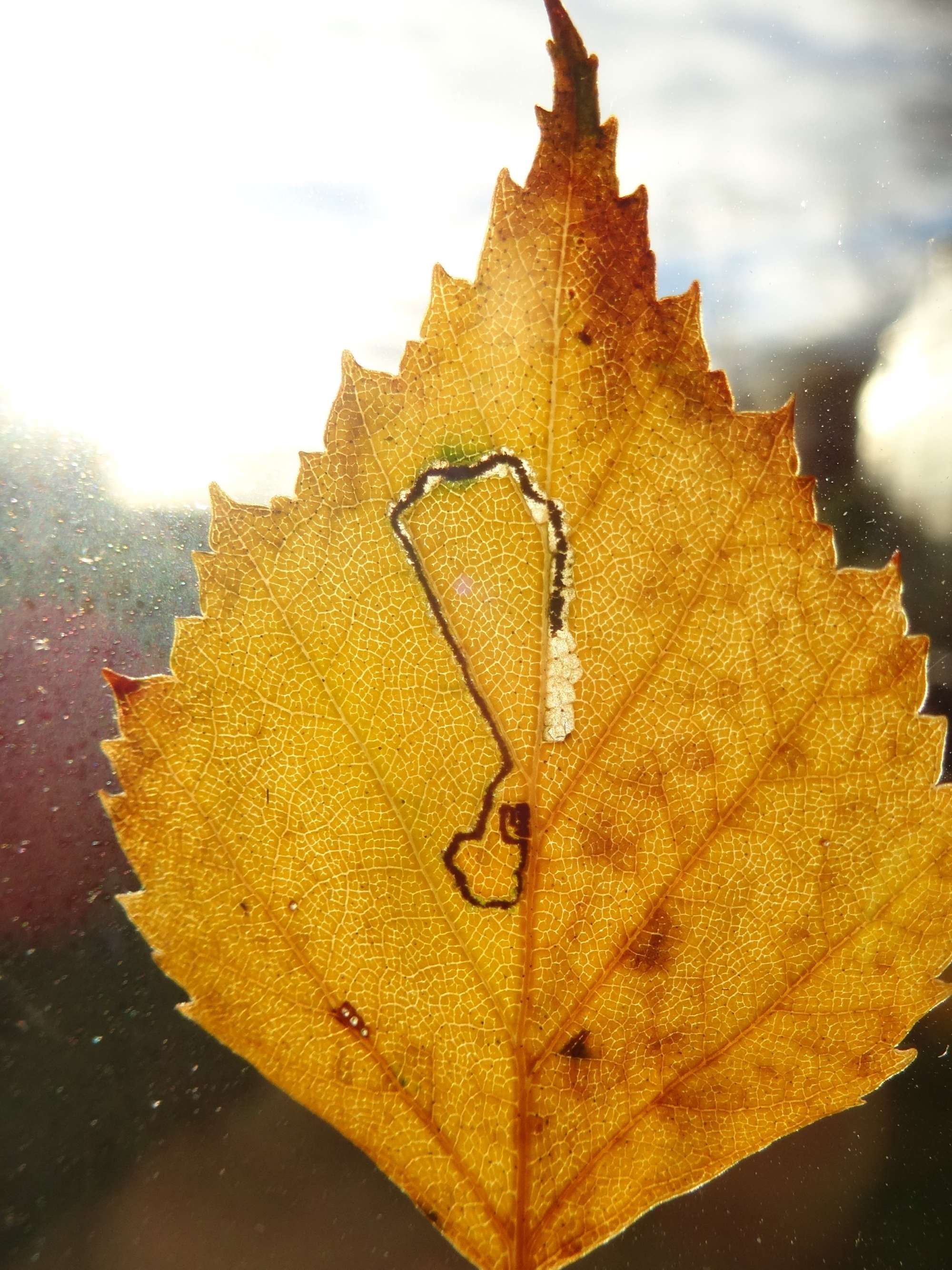 Stigmella luteella | Somerset Moths