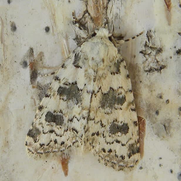 Marbled Beauty (Bryophila domestica) photographed in Somerset by Sue Davies