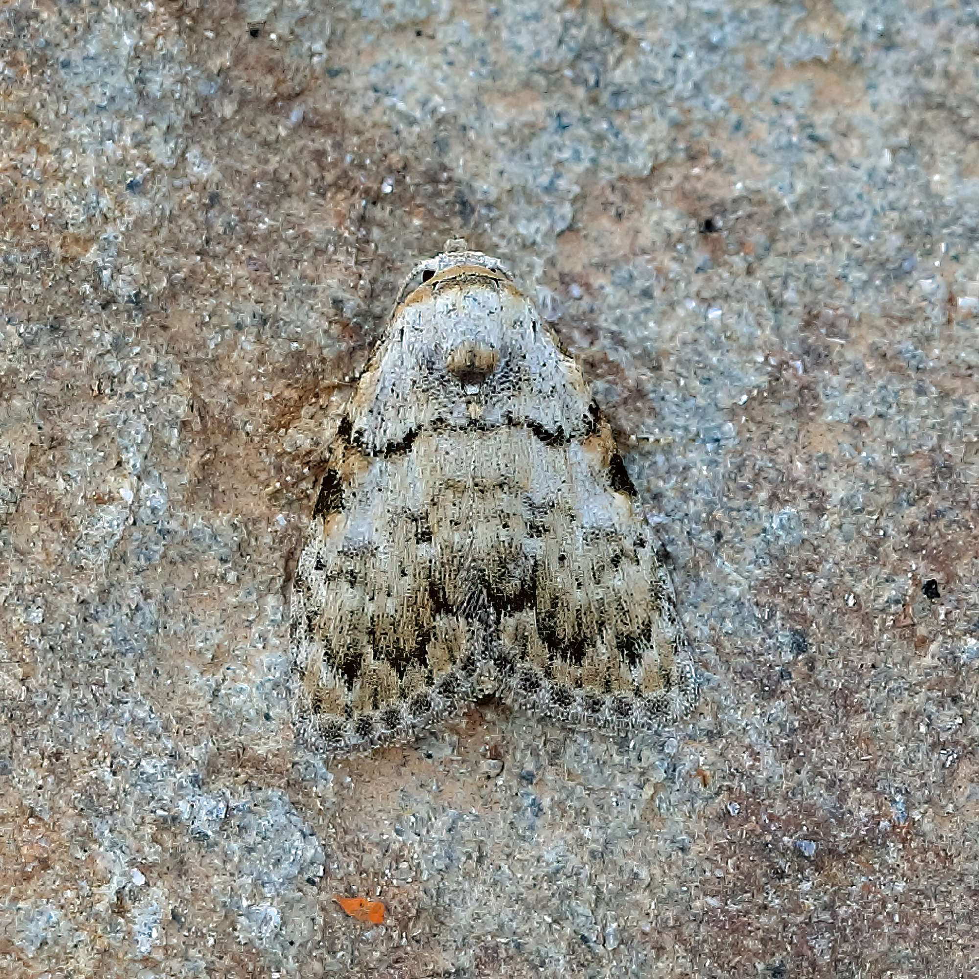 Small Black Arches (Meganola strigula) photographed in Somerset by Nigel Voaden