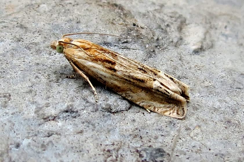 Hoary Bell (Eucosma cana) photographed in Somerset by Steve Chapple