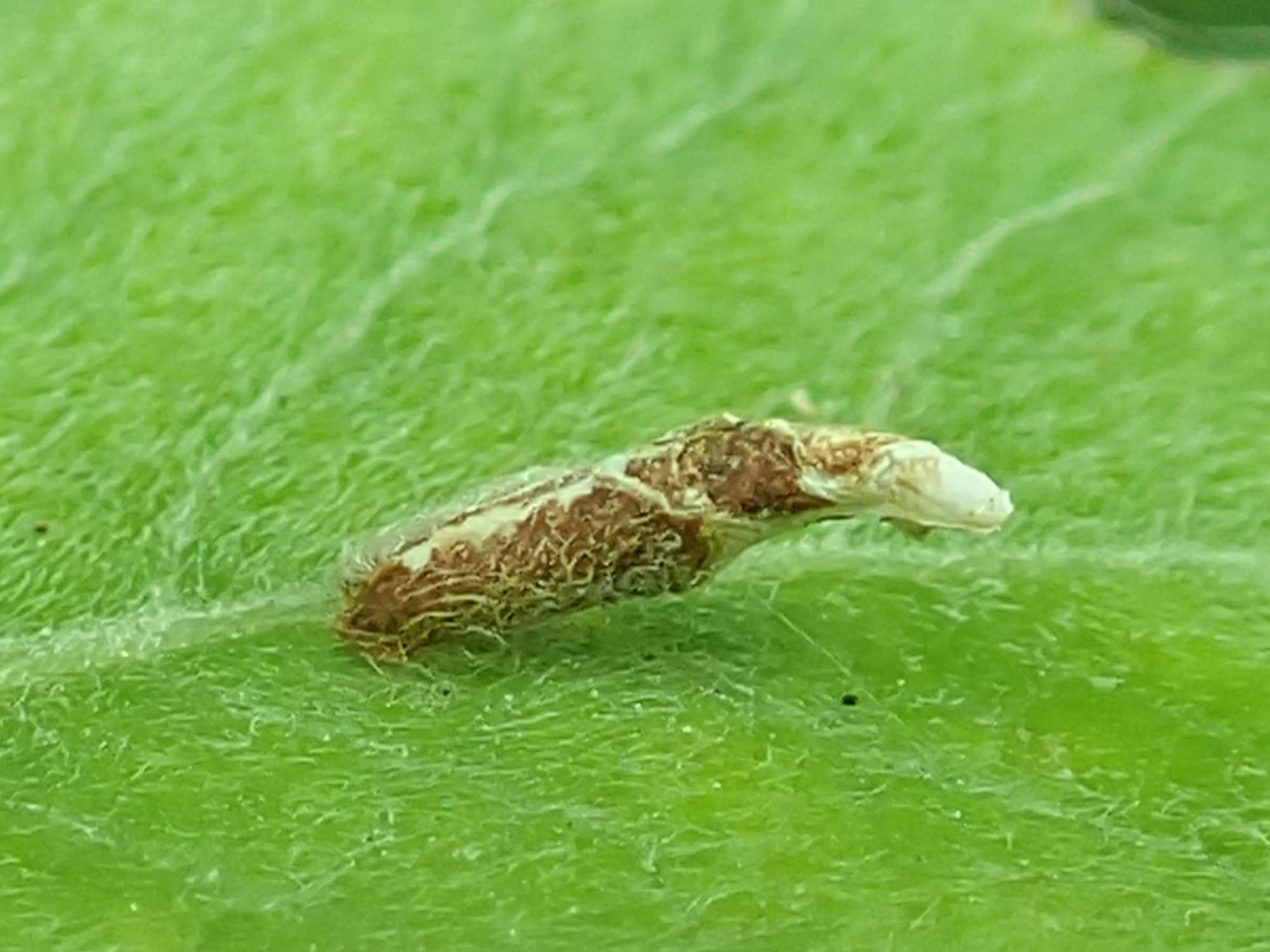 Osier Case-bearer (Coleophora lusciniaepennella) photographed in Somerset by Christopher Iles