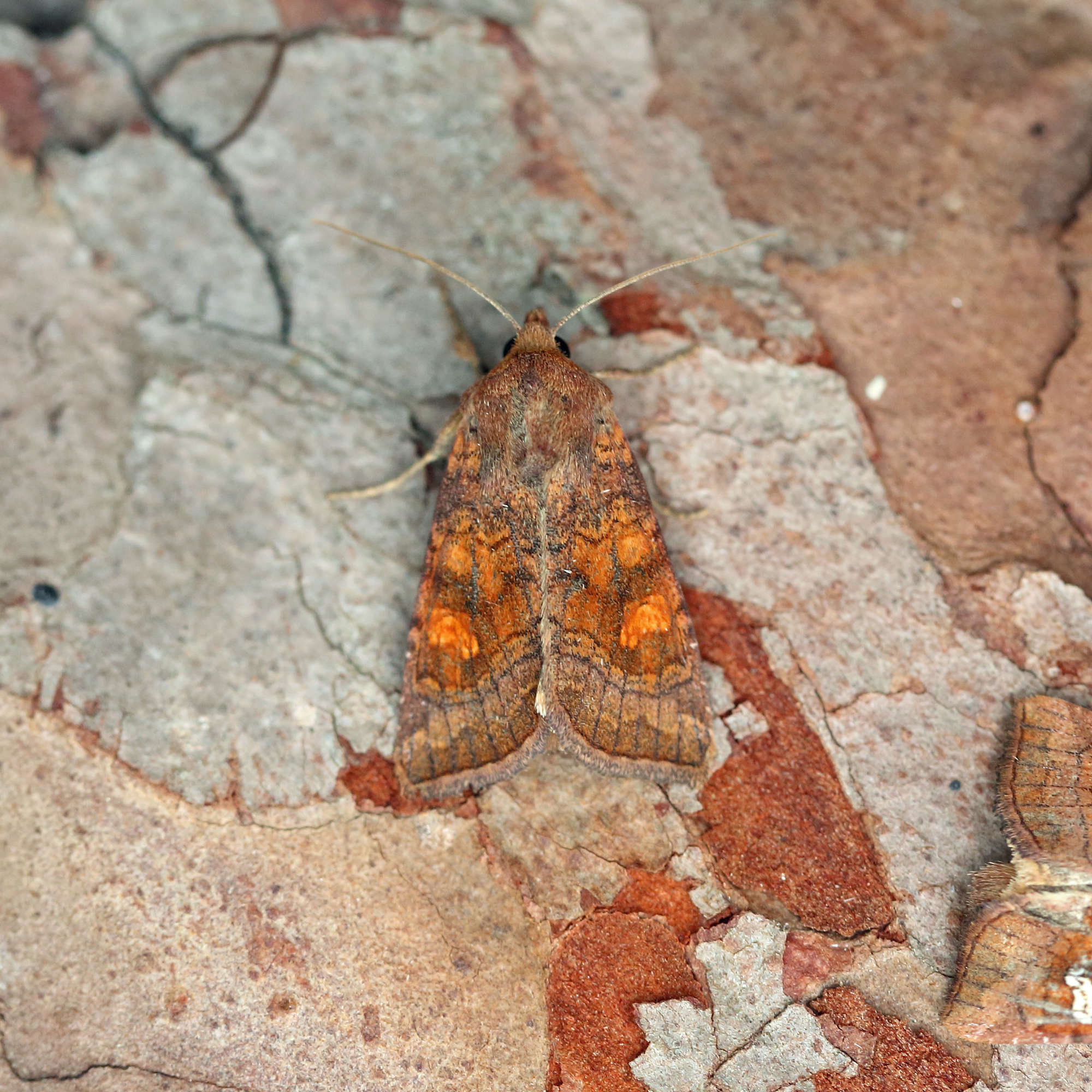 Large Ear (Amphipoea lucens) photographed in Somerset by Nigel Voaden
