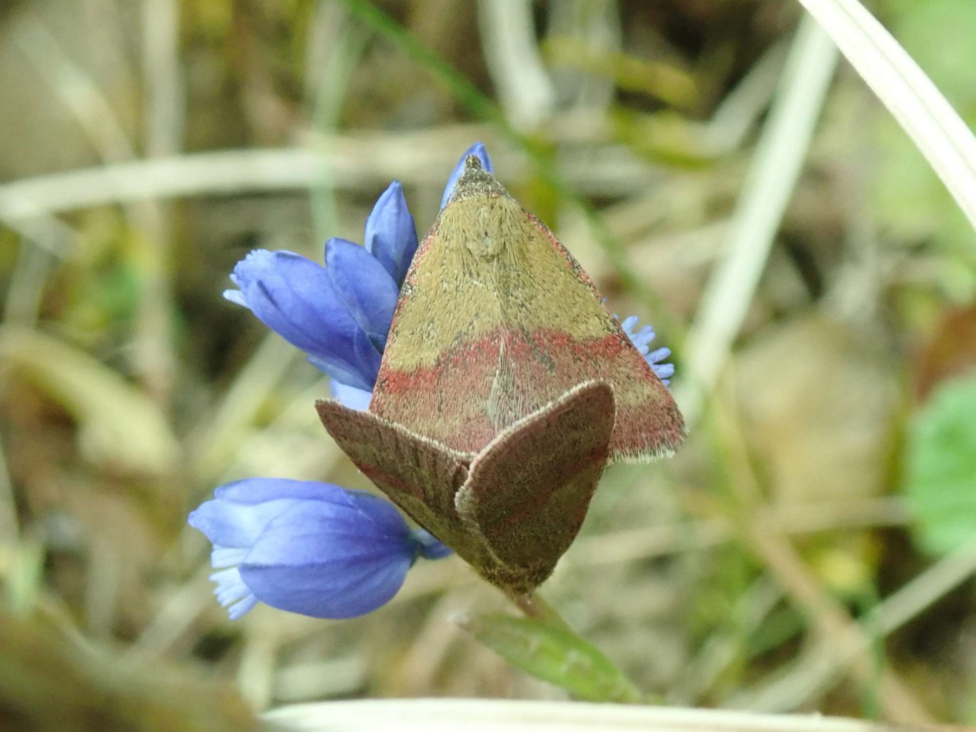 Small Purple-barred (Phytometra viridaria) photographed in Somerset by Christopher Iles