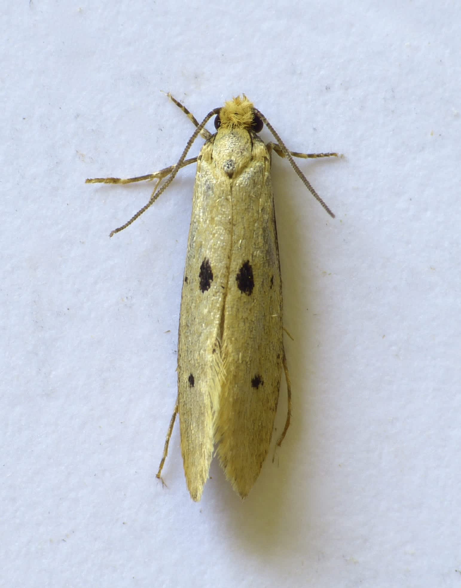 Bird's-nest Moth (Tinea trinotella) photographed in Somerset by Paul Wilkins