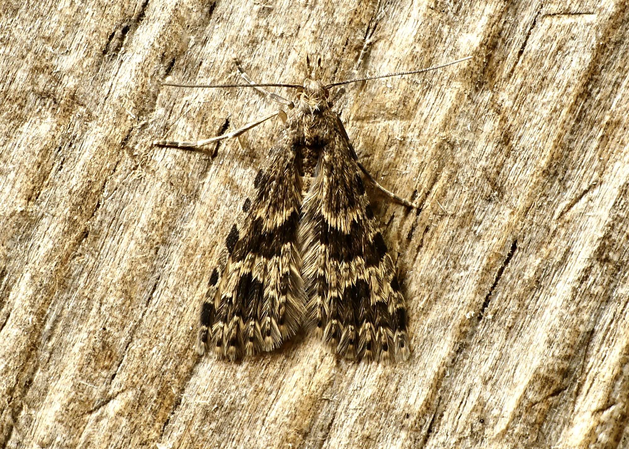 Twenty-plume Moth (Alucita hexadactyla) photographed in Somerset by Paul Wilkins