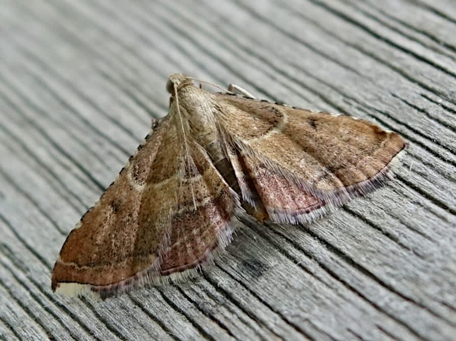 Rosy Tabby (Endotricha flammealis) photographed in Somerset by Sue Davies