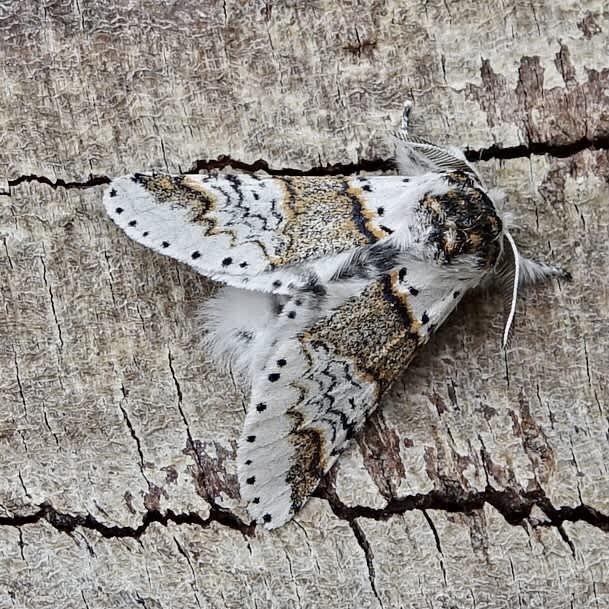 Sallow Kitten (Furcula furcula) photographed in Somerset by Sue Davies