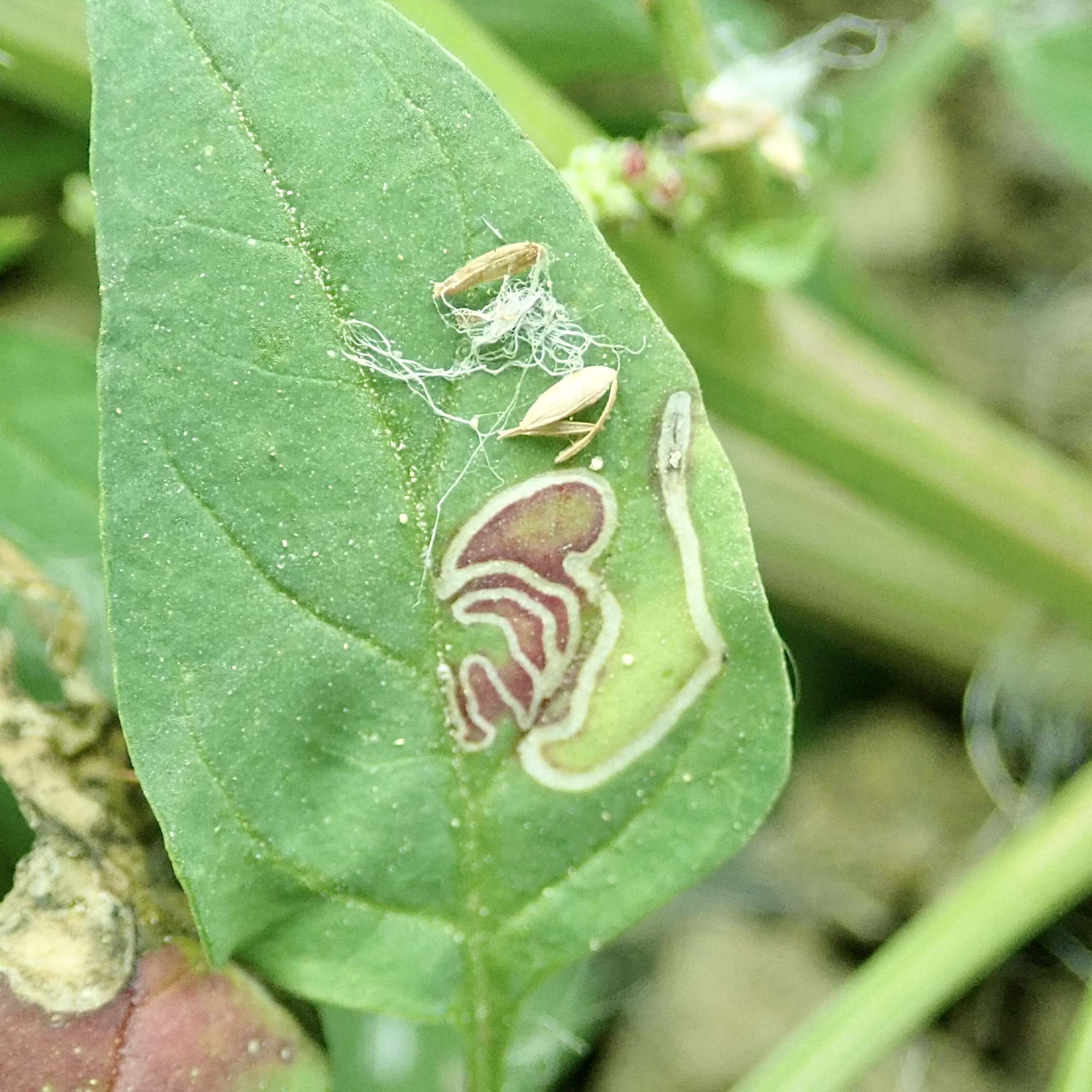 Flame Crest (Chrysoesthia drurella) photographed in Somerset by Sue Davies