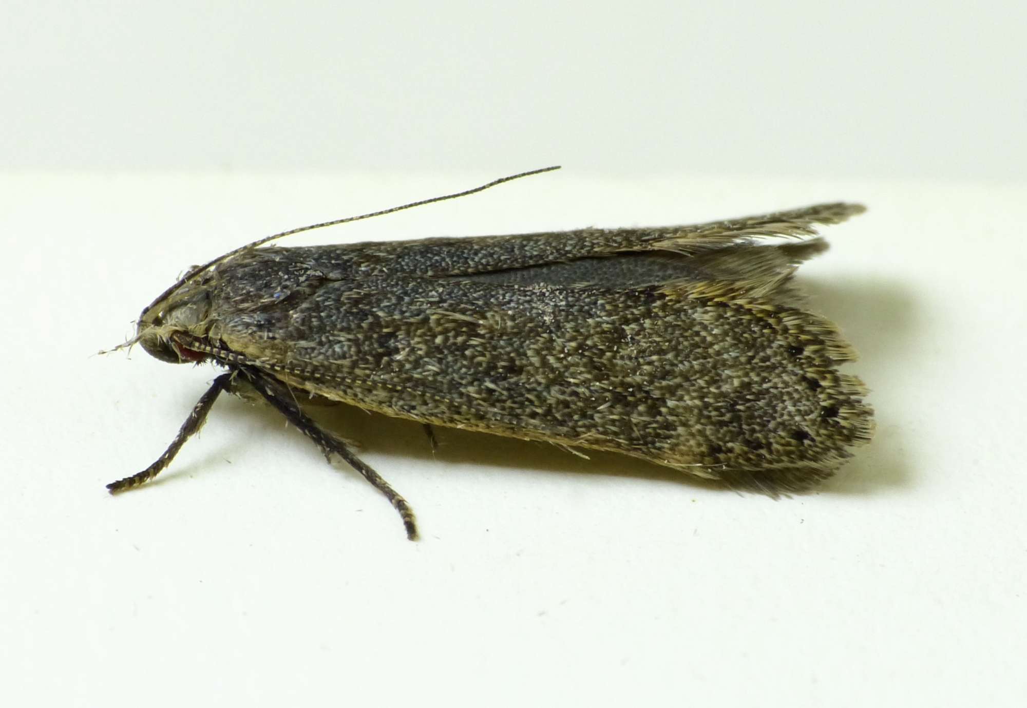 Poplar Sober (Anacampsis populella) photographed in Somerset by Paul Wilkins