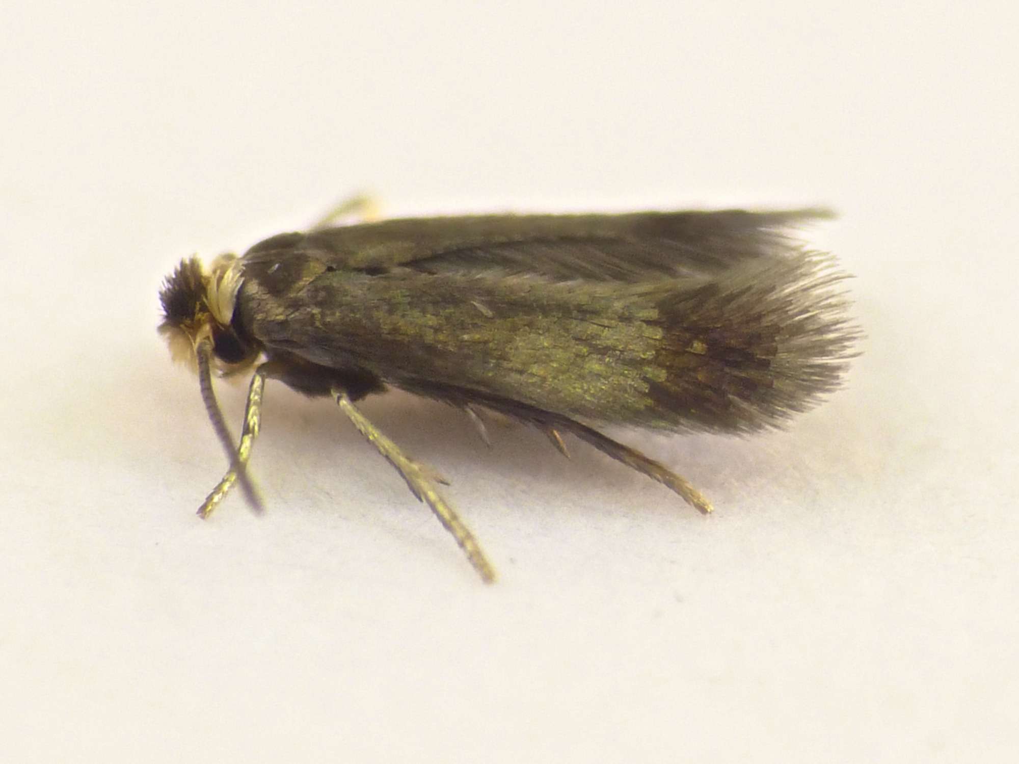 Rose Leaf-miner (Stigmella anomalella) photographed in Somerset by Paul Wilkins