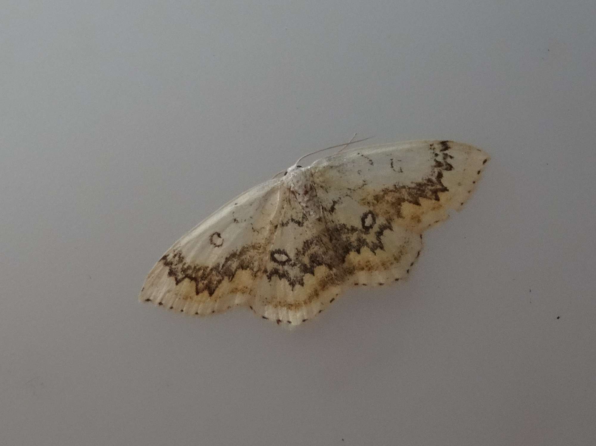 The Mocha (Cyclophora annularia) photographed in Somerset by Christopher Iles