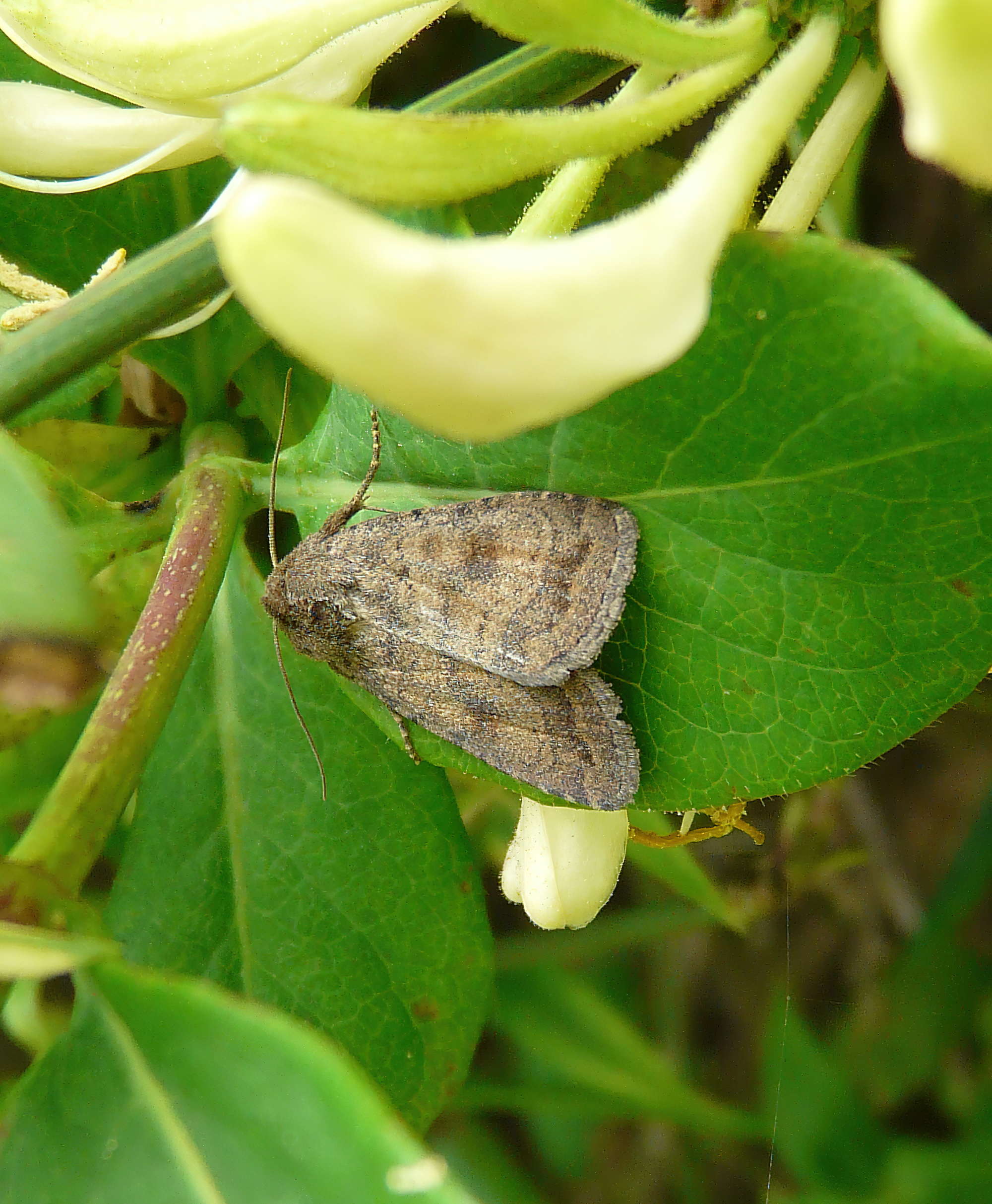 Mottled Rustic (Caradrina morpheus) photographed in Somerset by Rob Grimmond