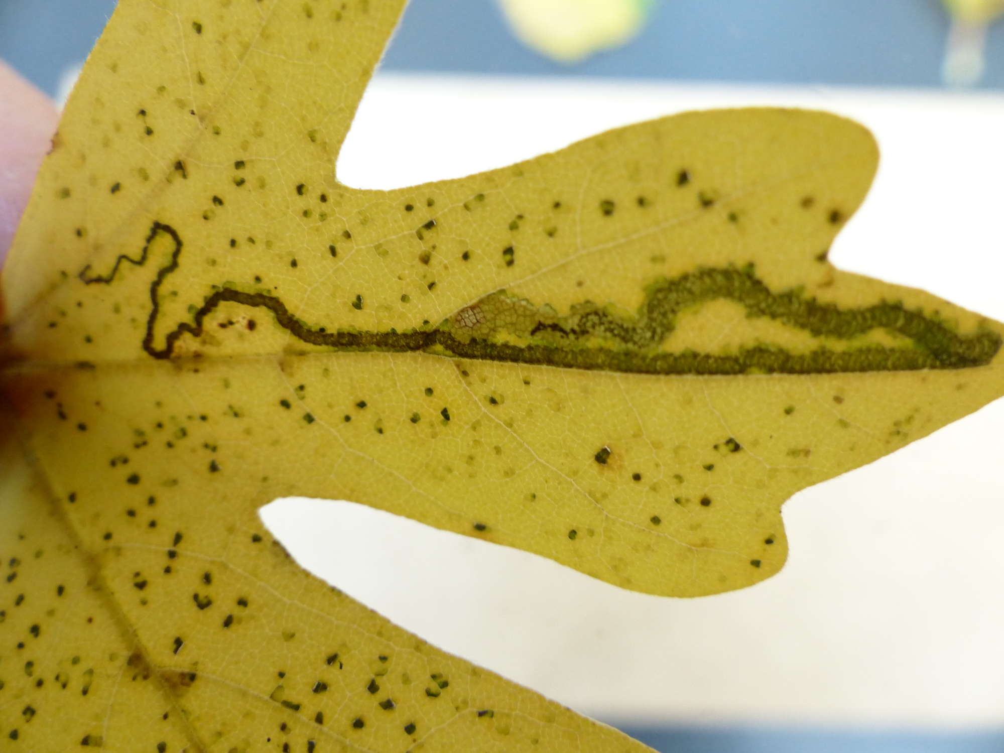 Scarce Maple Pigmy (Stigmella aceris) photographed in Somerset by Jenny Vickers