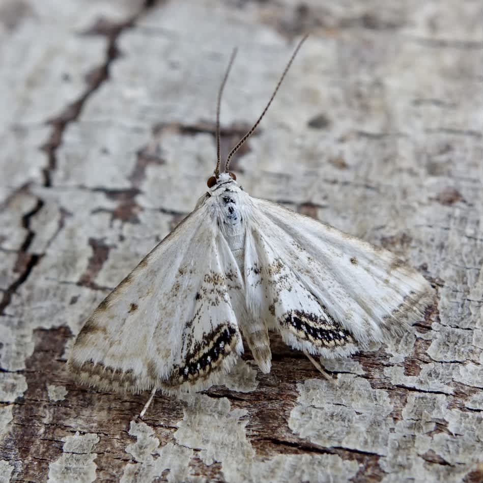 Small China-mark (Cataclysta lemnata) photographed in Somerset by Sue Davies