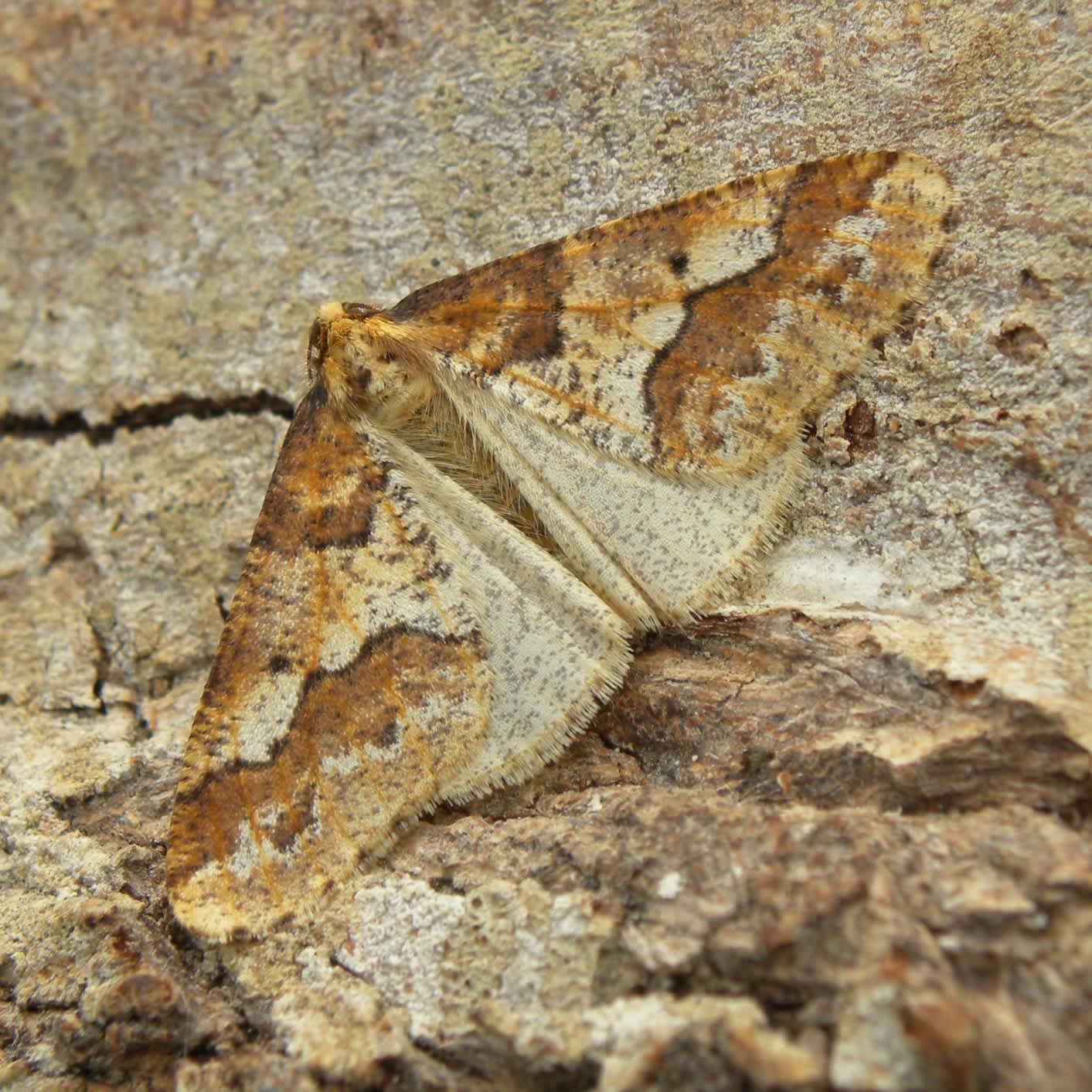 Mottled Umber (Erannis defoliaria) photographed in Somerset by Sue Davies