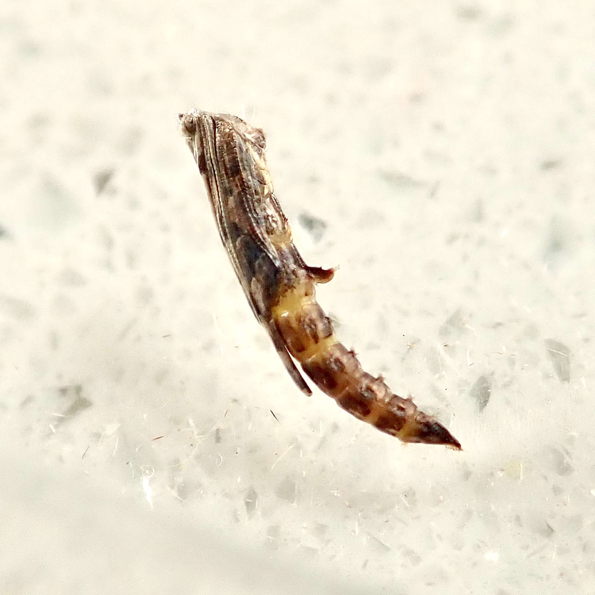 Beautiful Plume (Amblyptilia acanthadactyla) photographed in Somerset by Sue Davies