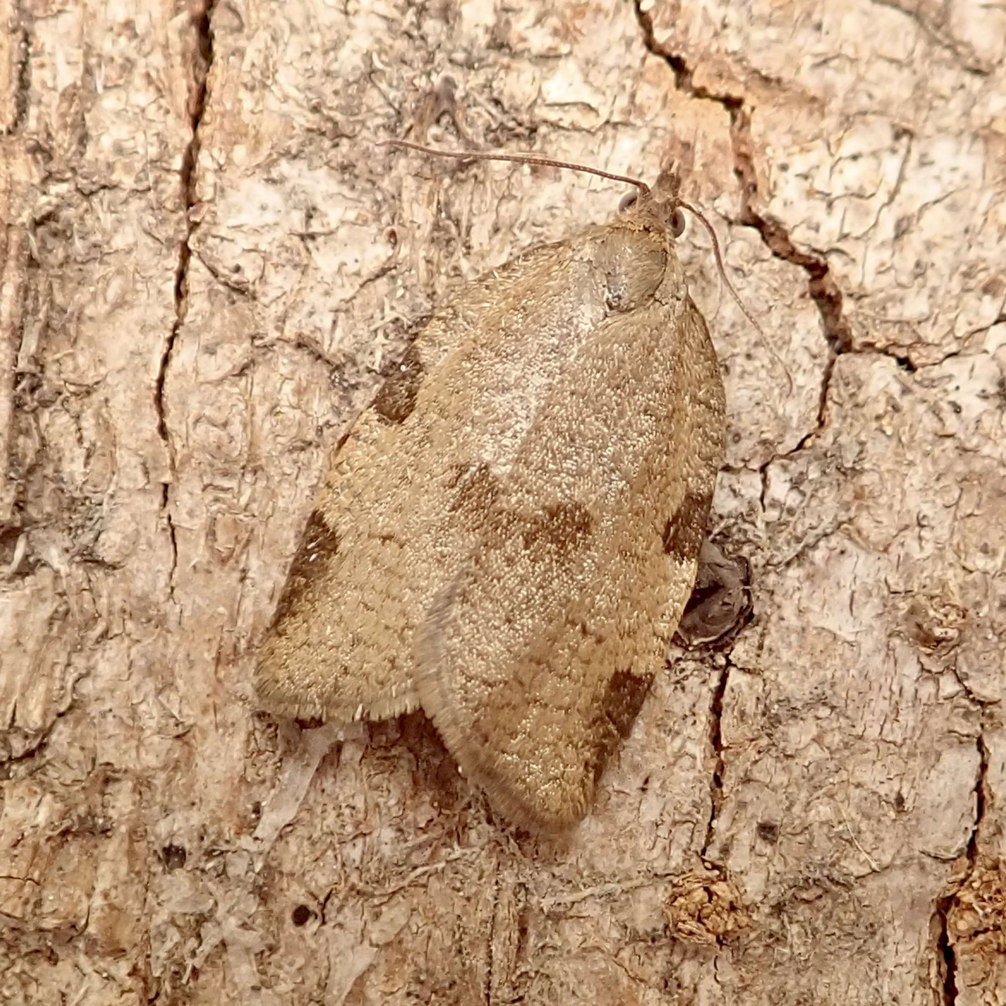 Large Ivy Tortrix (Lozotaenia forsterana) photographed in Somerset by Sue Davies