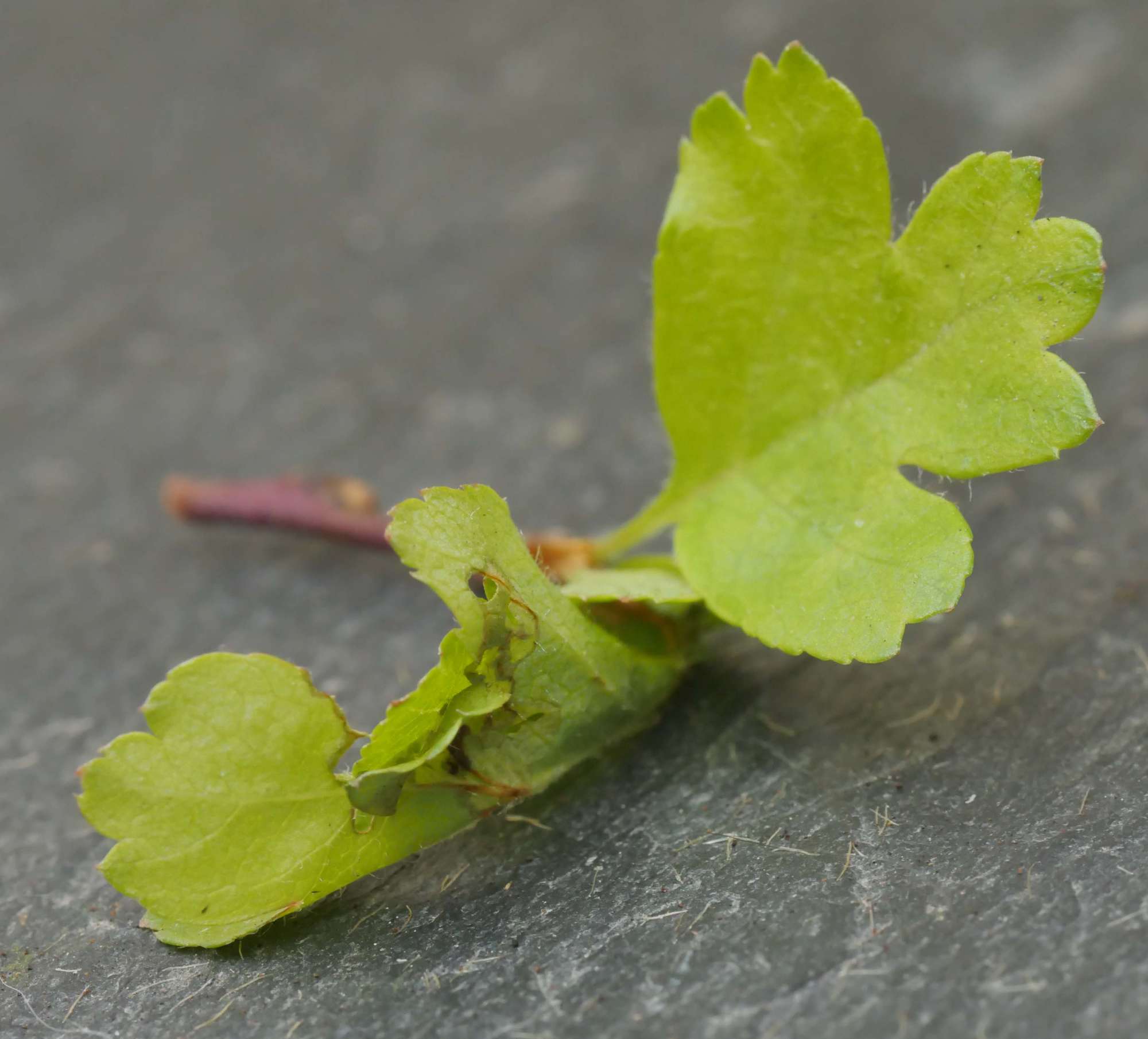 Red-barred Tortrix (Ditula angustiorana) photographed in Somerset by Jenny Vickers