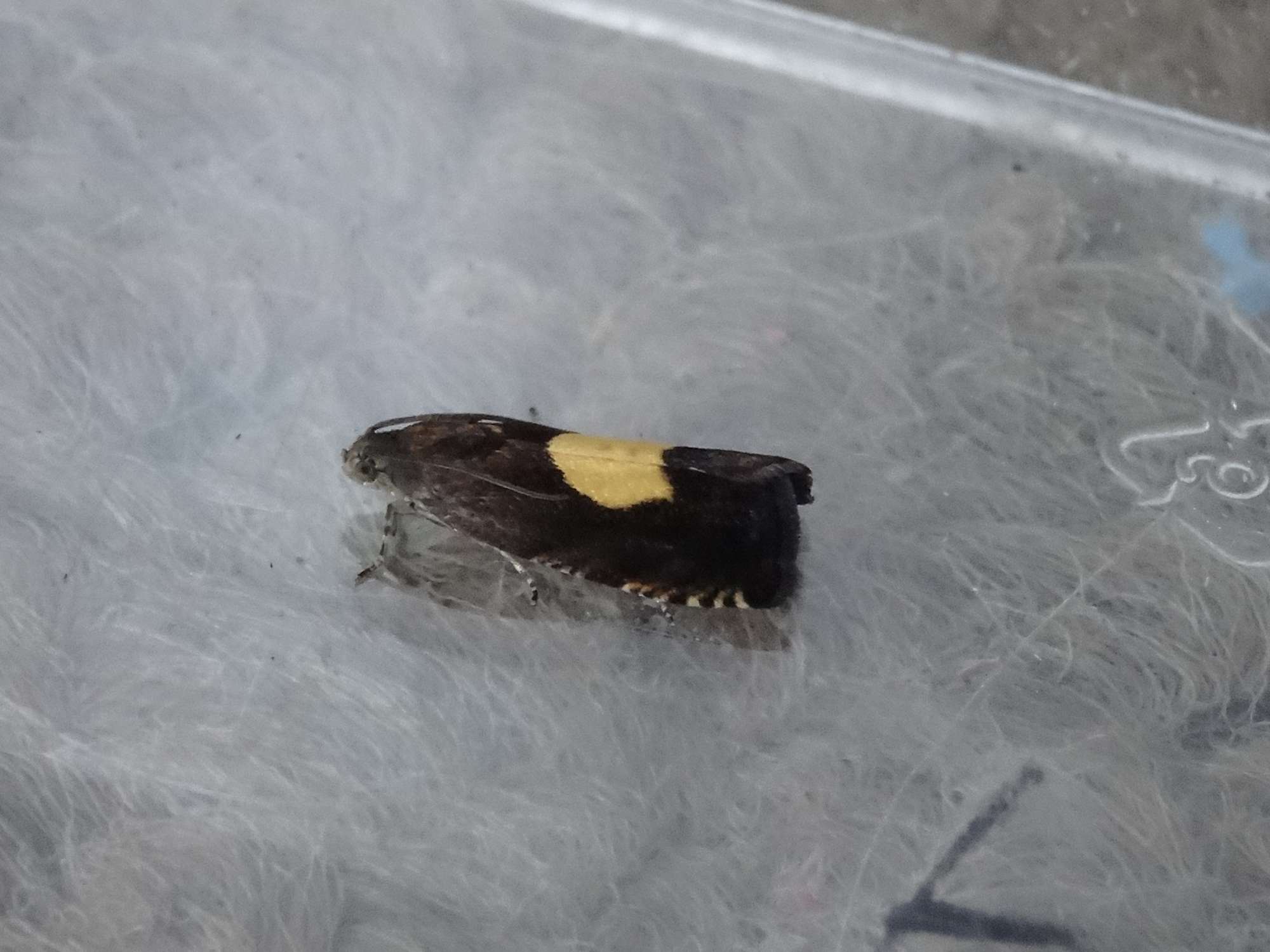 Regal Piercer (Pammene regiana) photographed in Somerset by Christopher Iles