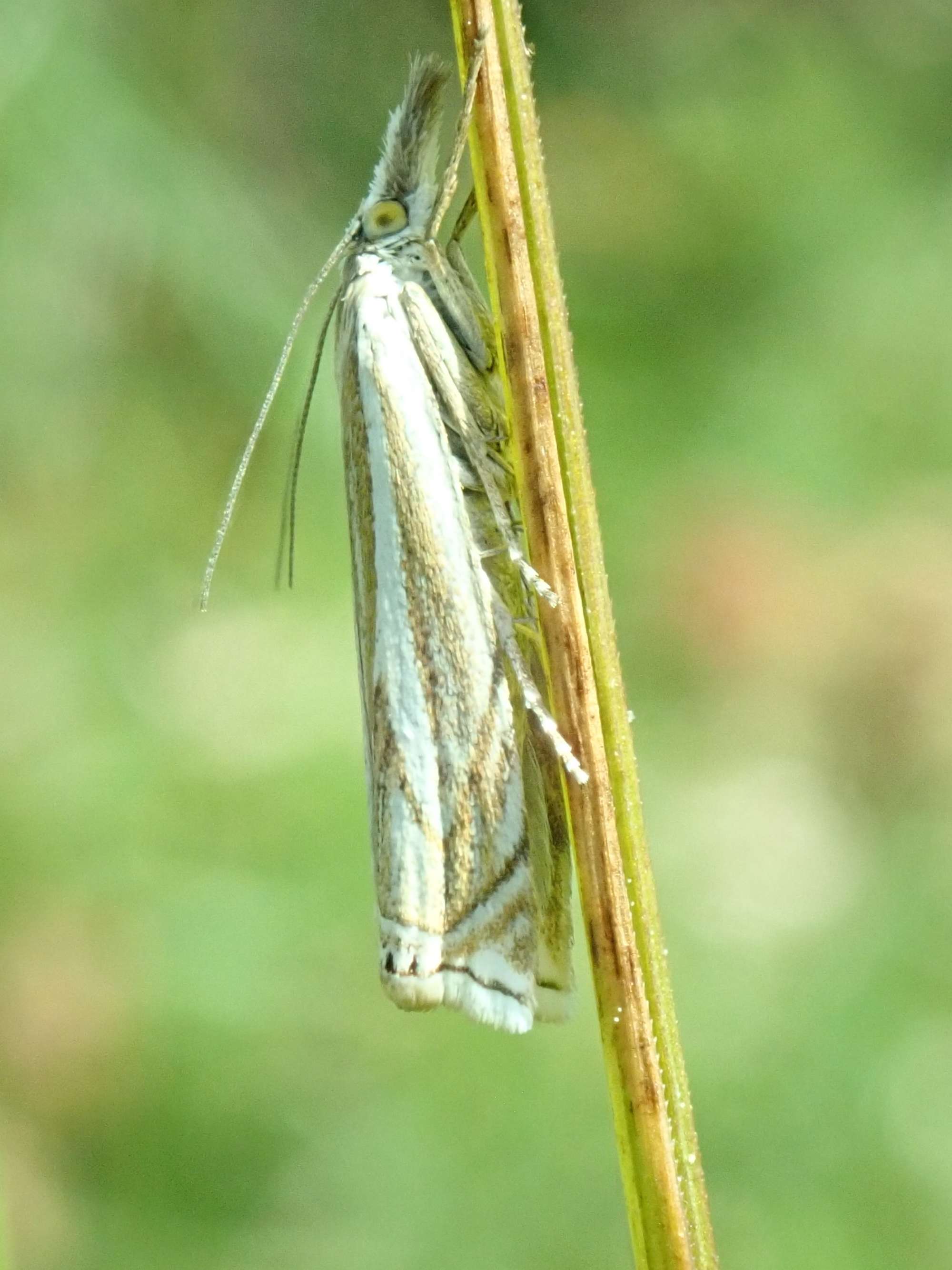 Hook-streak Grass-veneer (Crambus lathoniellus) photographed in Somerset by Christopher Iles