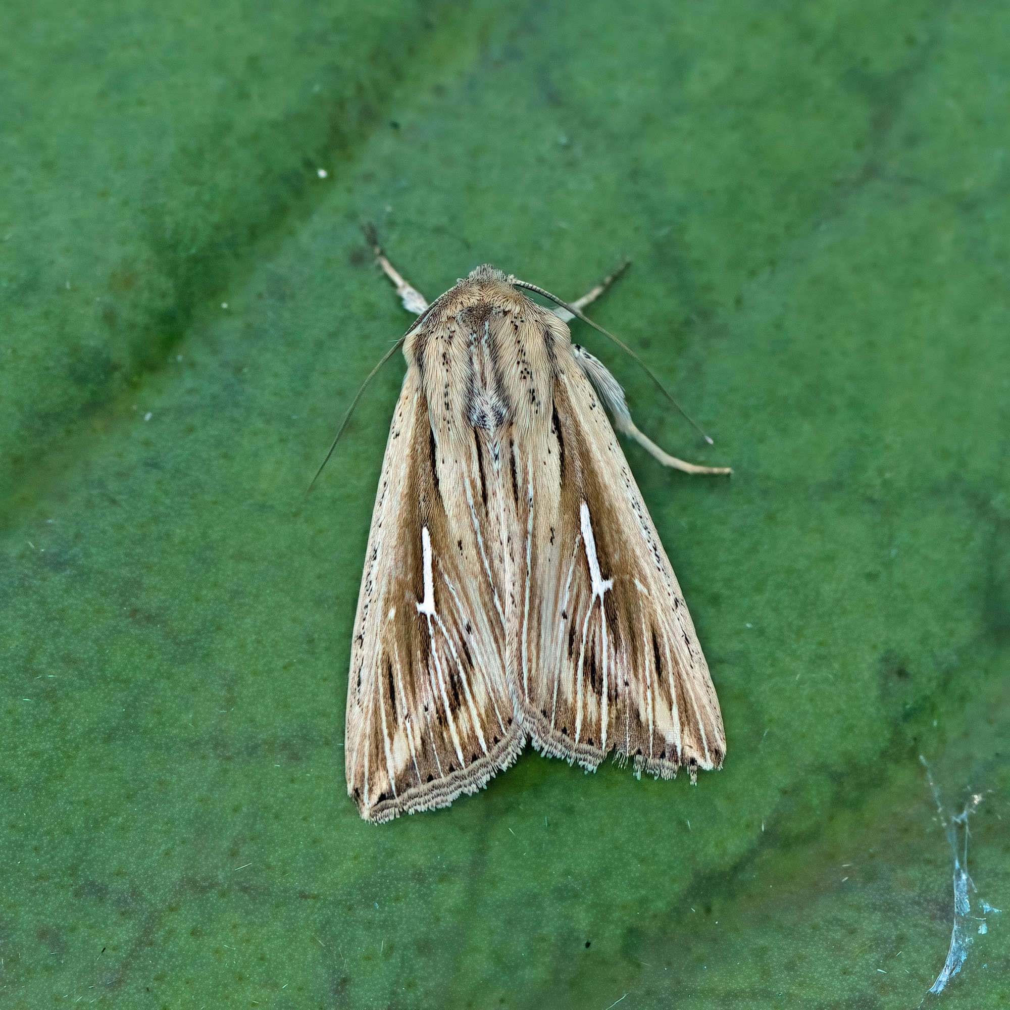 L-album Wainscot (Mythimna l-album) photographed in Somerset by Nigel Voaden