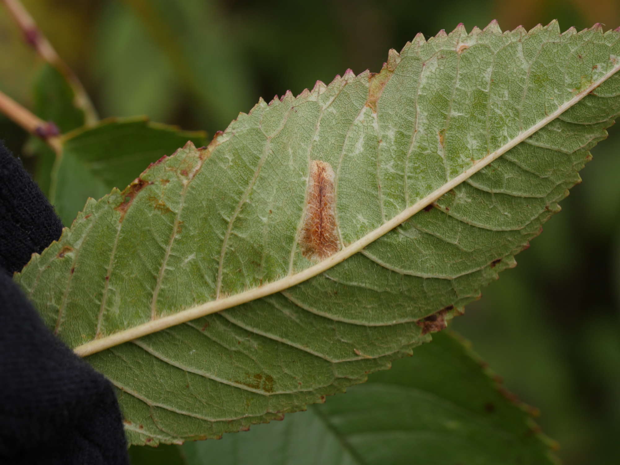 Cherry Midget (Phyllonorycter cerasicolella) photographed in Somerset by Jenny Vickers