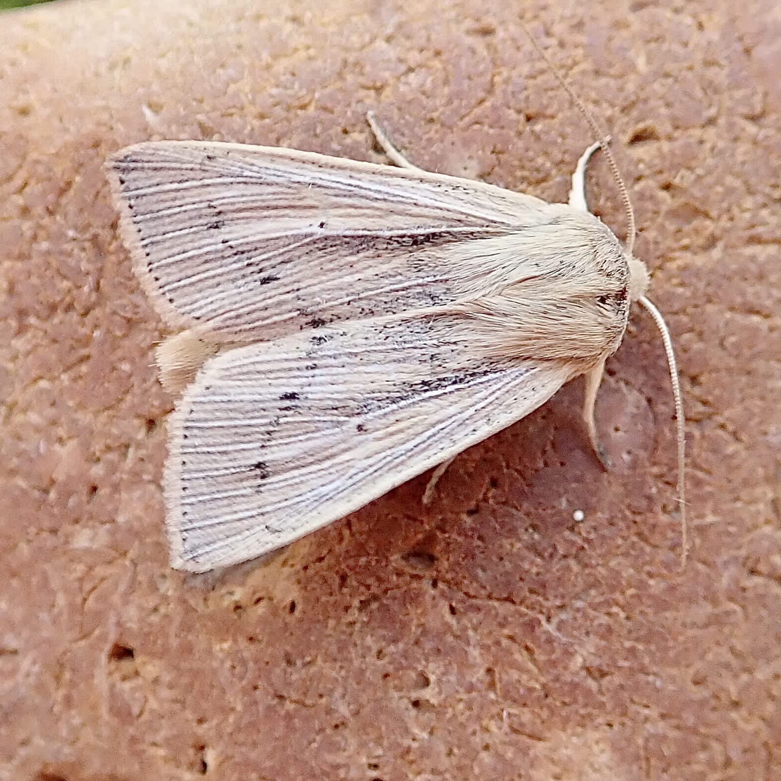 Southern Wainscot (Mythimna straminea) photographed in Somerset by Sue Davies