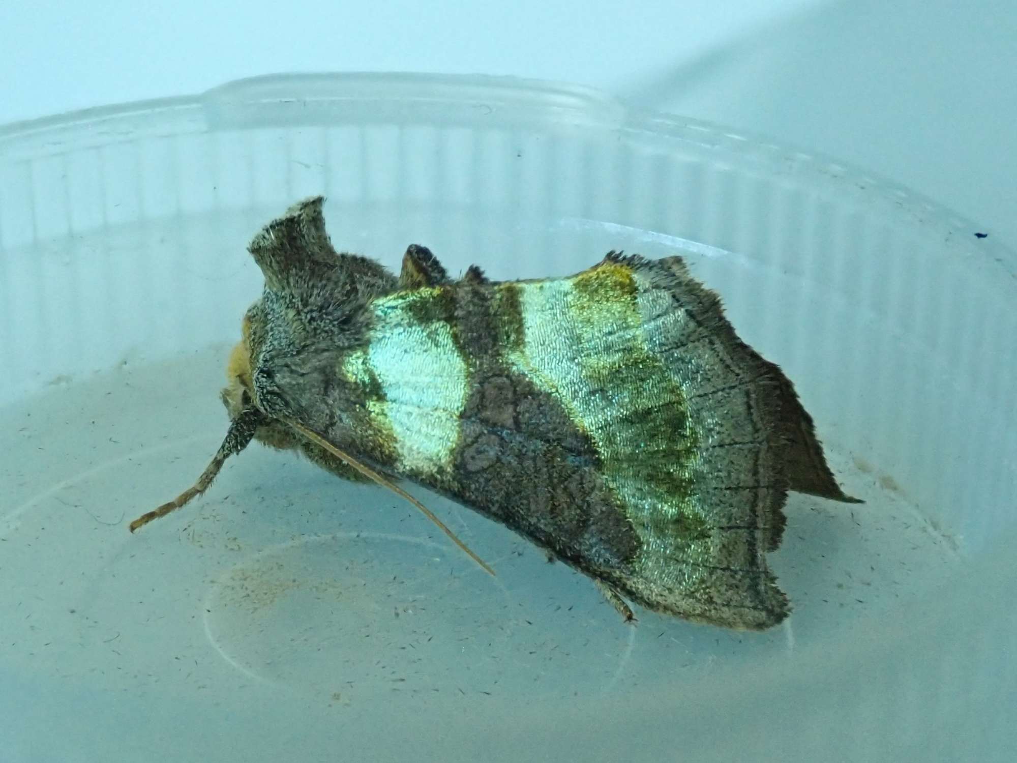 Burnished Brass (Diachrysia chrysitis) photographed in Somerset by Christopher Iles