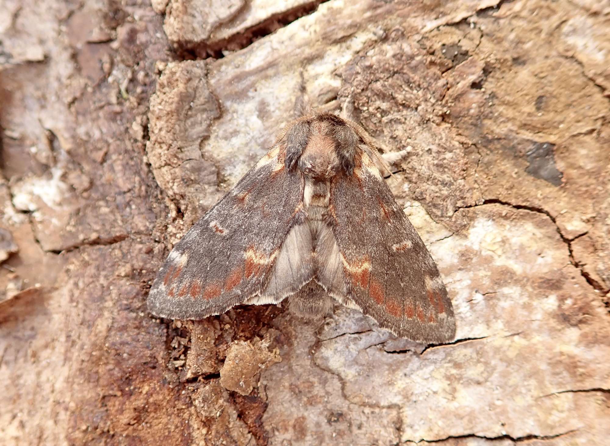 Iron Prominent (Notodonta dromedarius) photographed in Somerset by Sue Davies