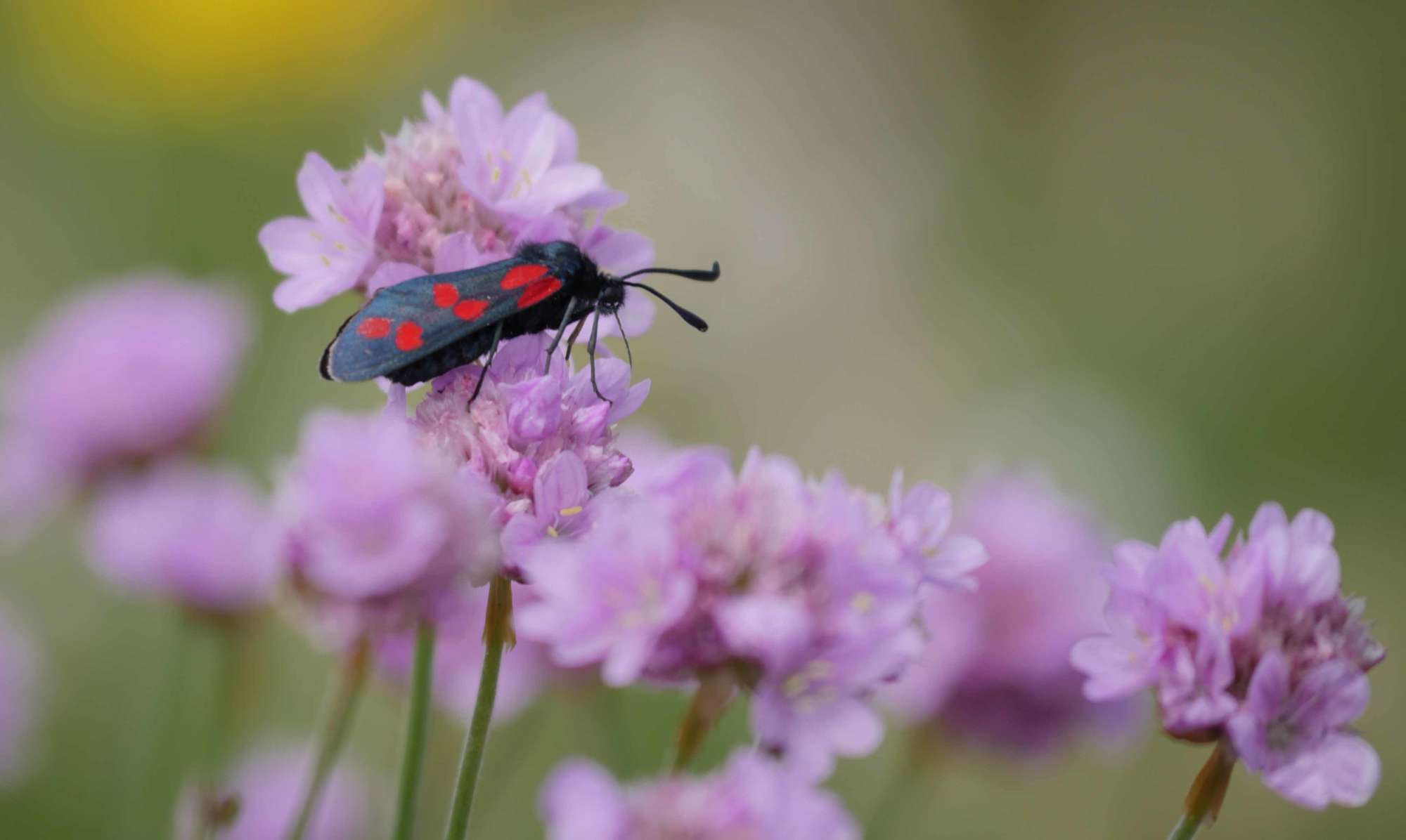 Six-Spot Burnet (Zygaena filipendulae) photographed in Somerset by Jenny Vickers