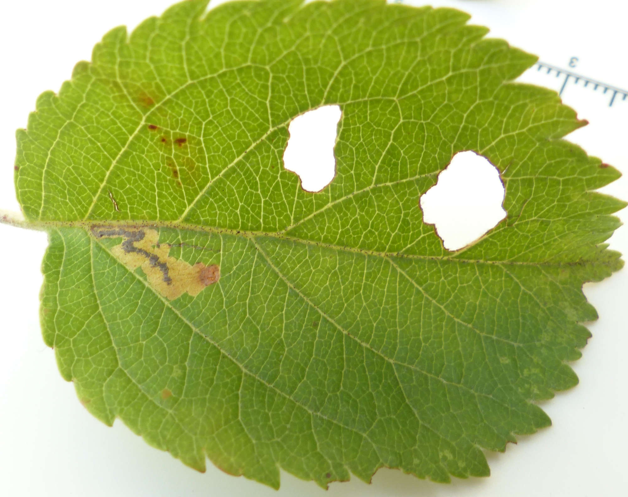 Grey Apple Pigmy (Stigmella incognitella) photographed in Somerset by Jenny Vickers