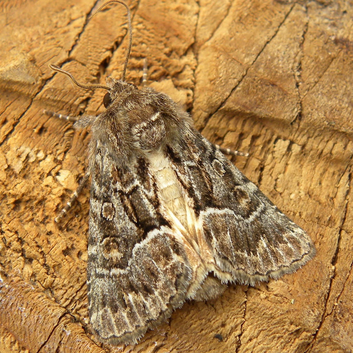 Straw Underwing (Thalpophila matura) photographed in Somerset by Sue Davies