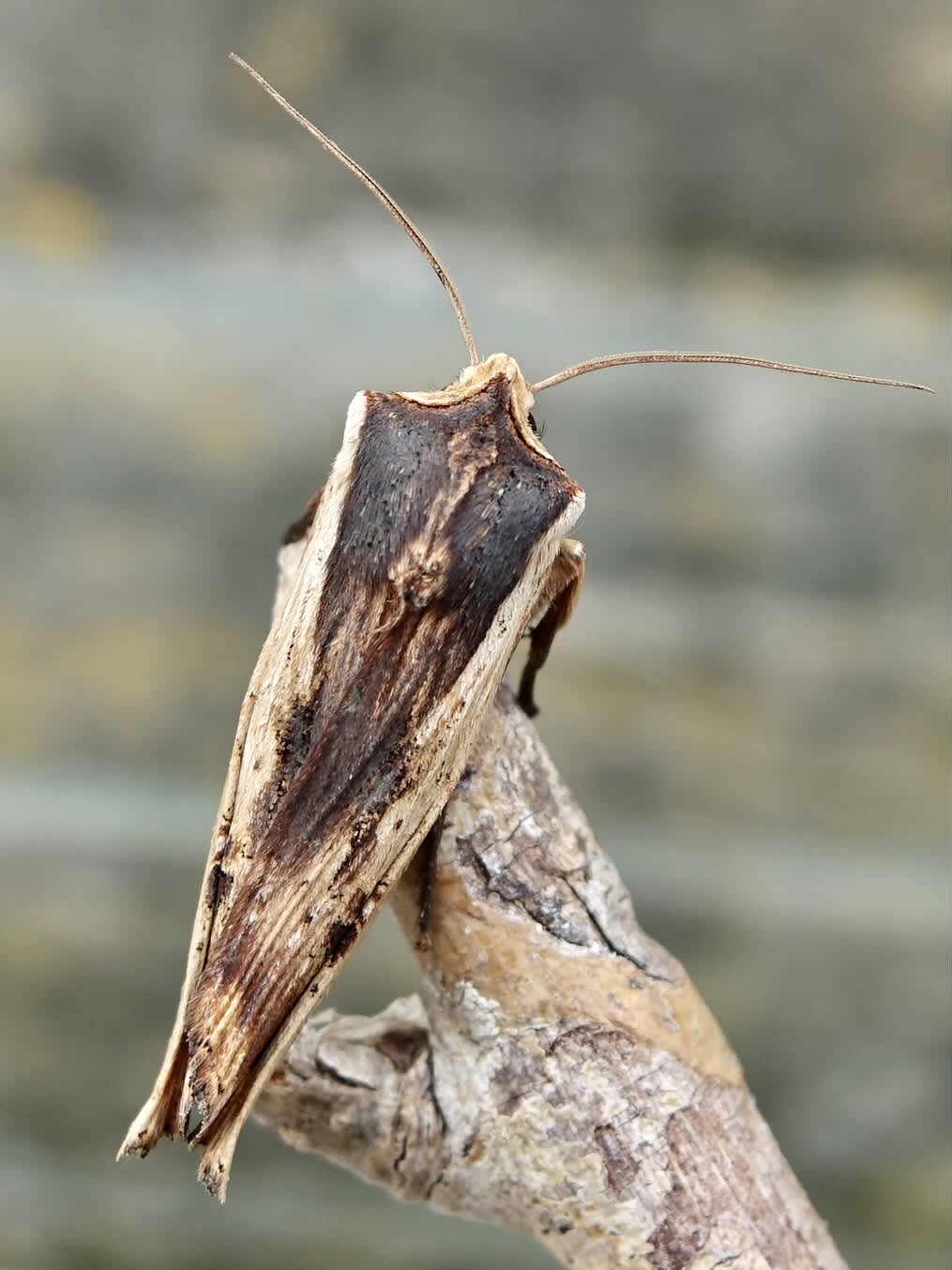 Red Sword-grass (Xylena vetusta) photographed in Somerset by Sue Davies