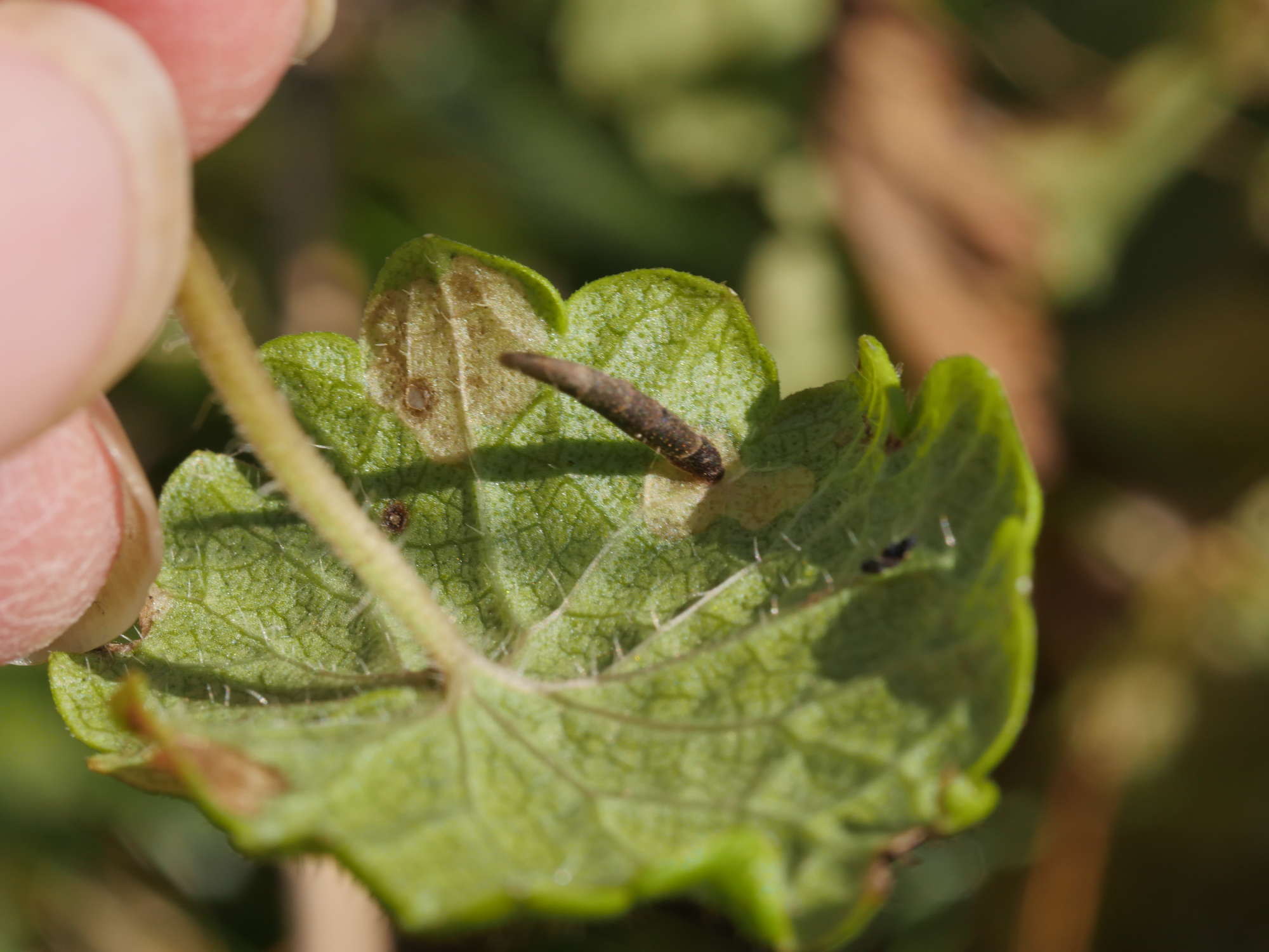 White-legged Case-bearer (Coleophora albitarsella) photographed in Somerset by Jenny Vickers