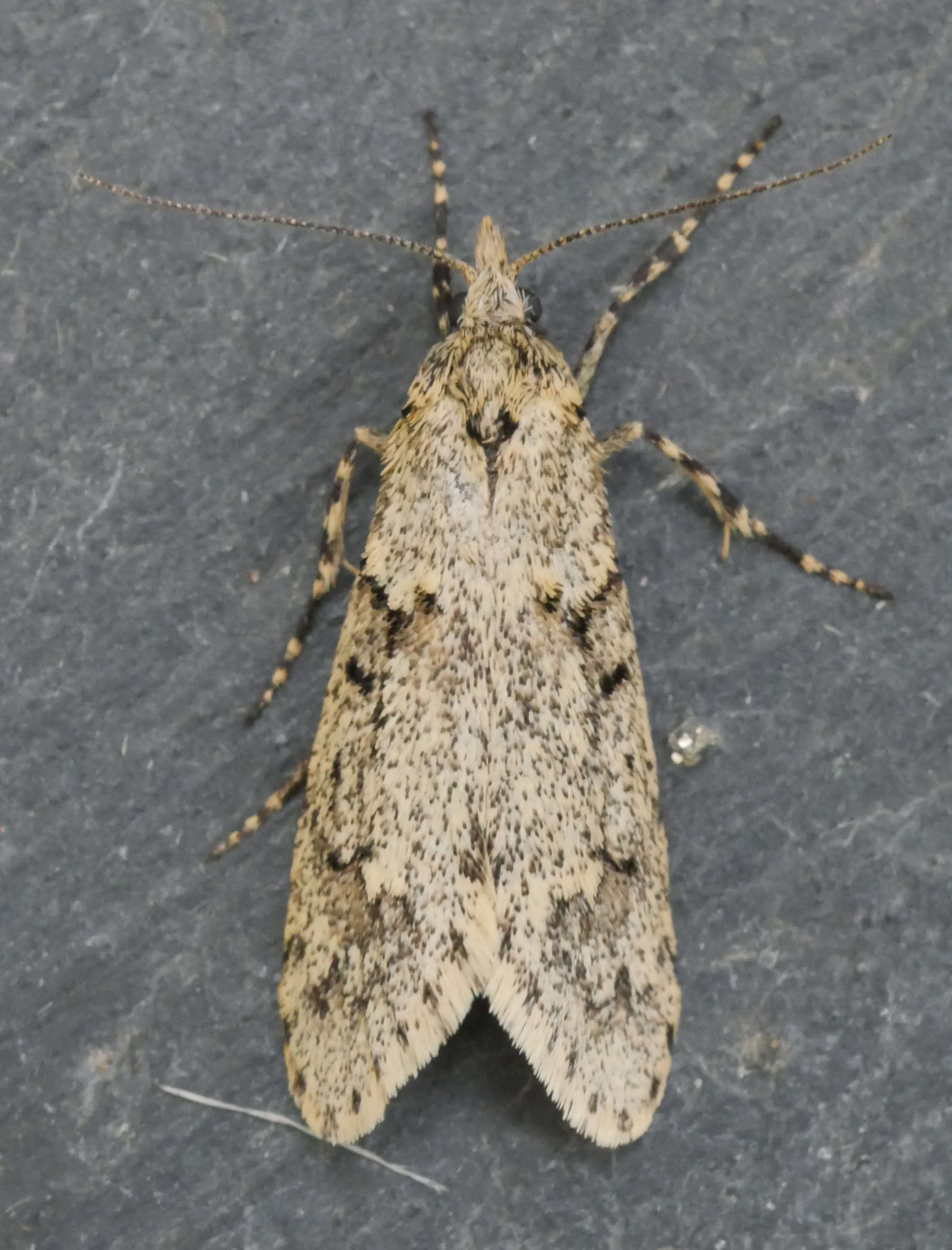 March Tubic (Diurnea fagella) photographed in Somerset by Jenny Vickers