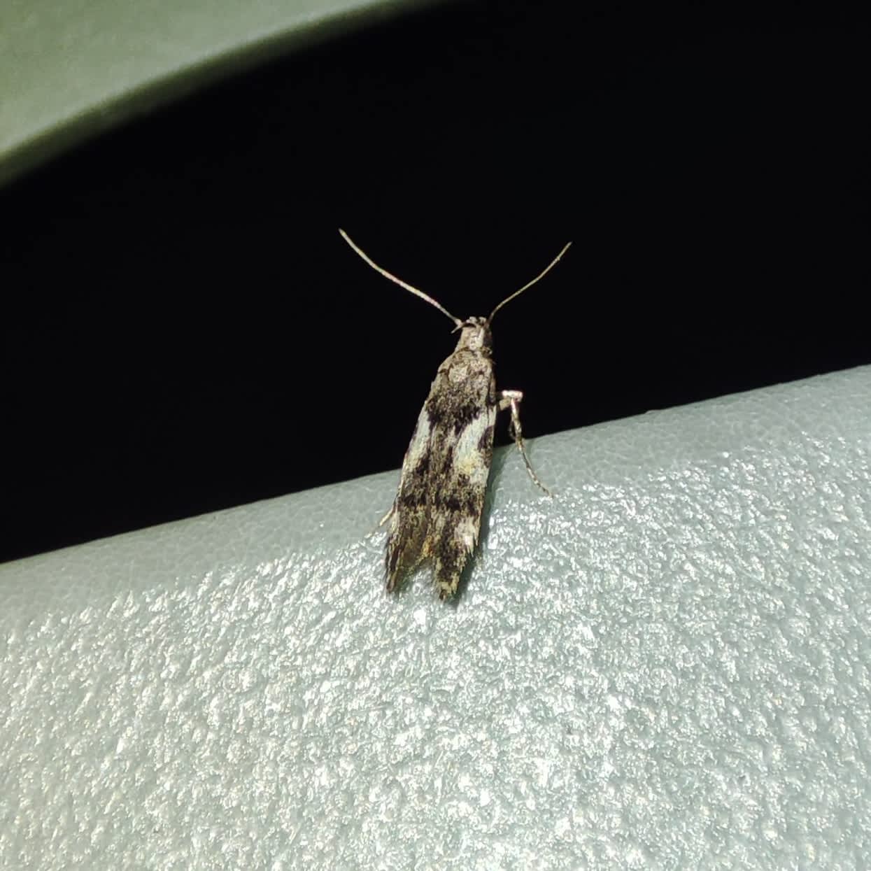 Crescent Groundling (Teleiodes luculella) photographed in Somerset by Jane Cole