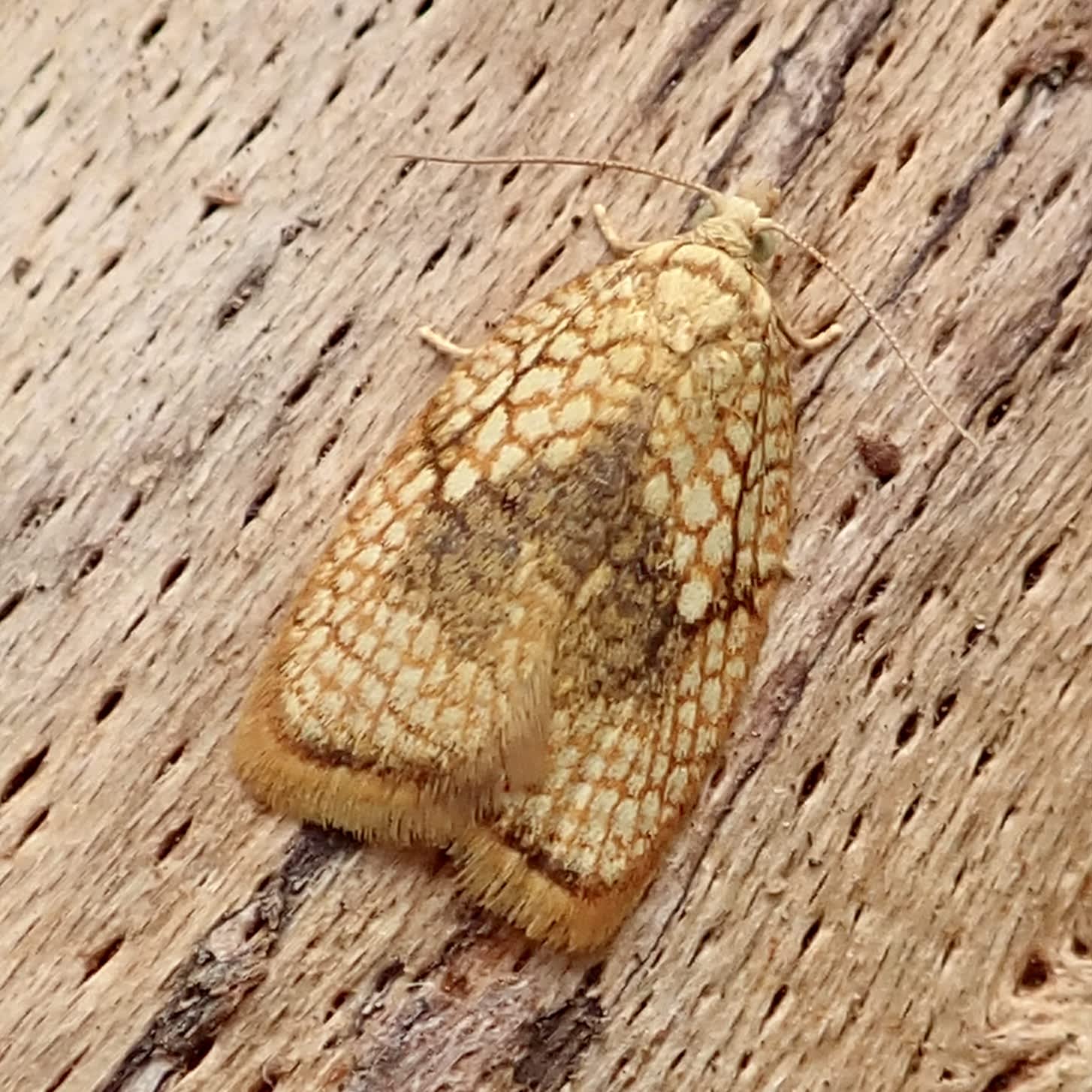 Maple Button (Acleris forsskaleana) photographed in Somerset by Sue Davies