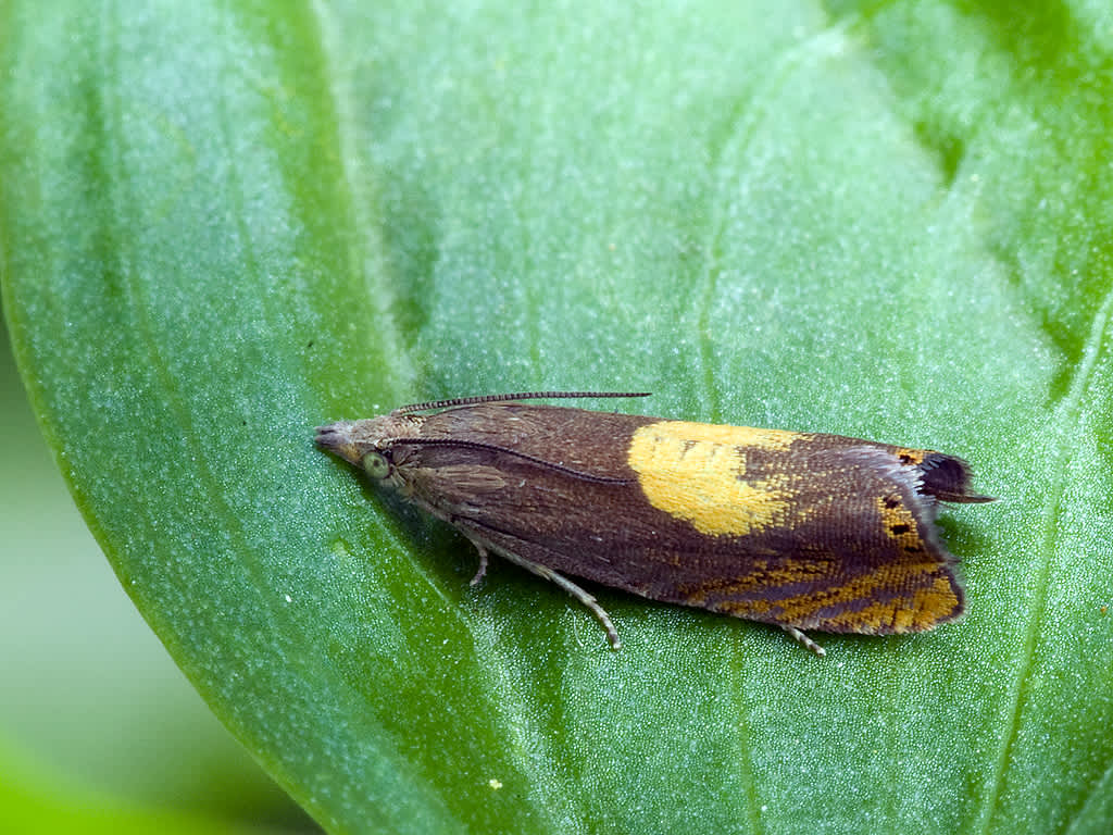 Sycamore Piercer (Pammene aurita) photographed in Somerset by John Bebbington