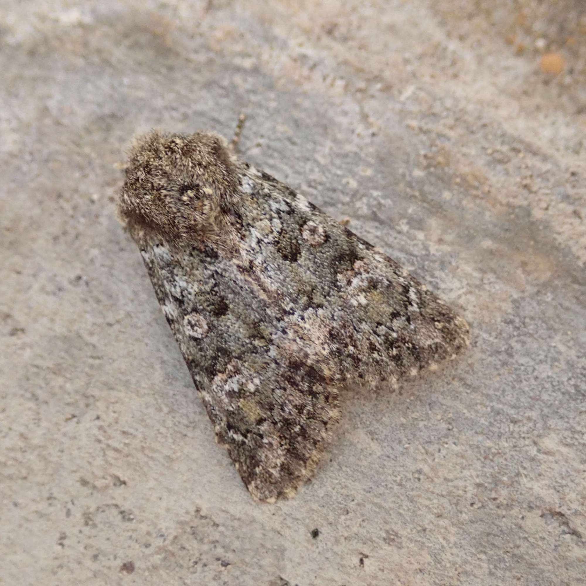 Feathered Ranunculus (Polymixis lichenea) photographed in Somerset by Sue Davies