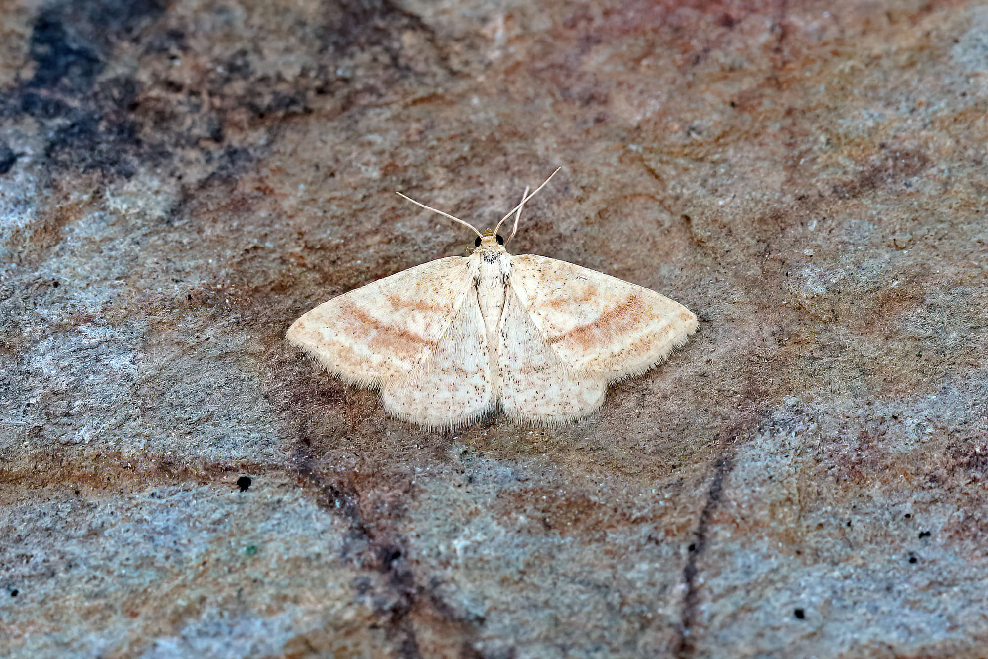 Rest Harrow (Aplasta ononaria) photographed in Somerset by Nigel Voaden