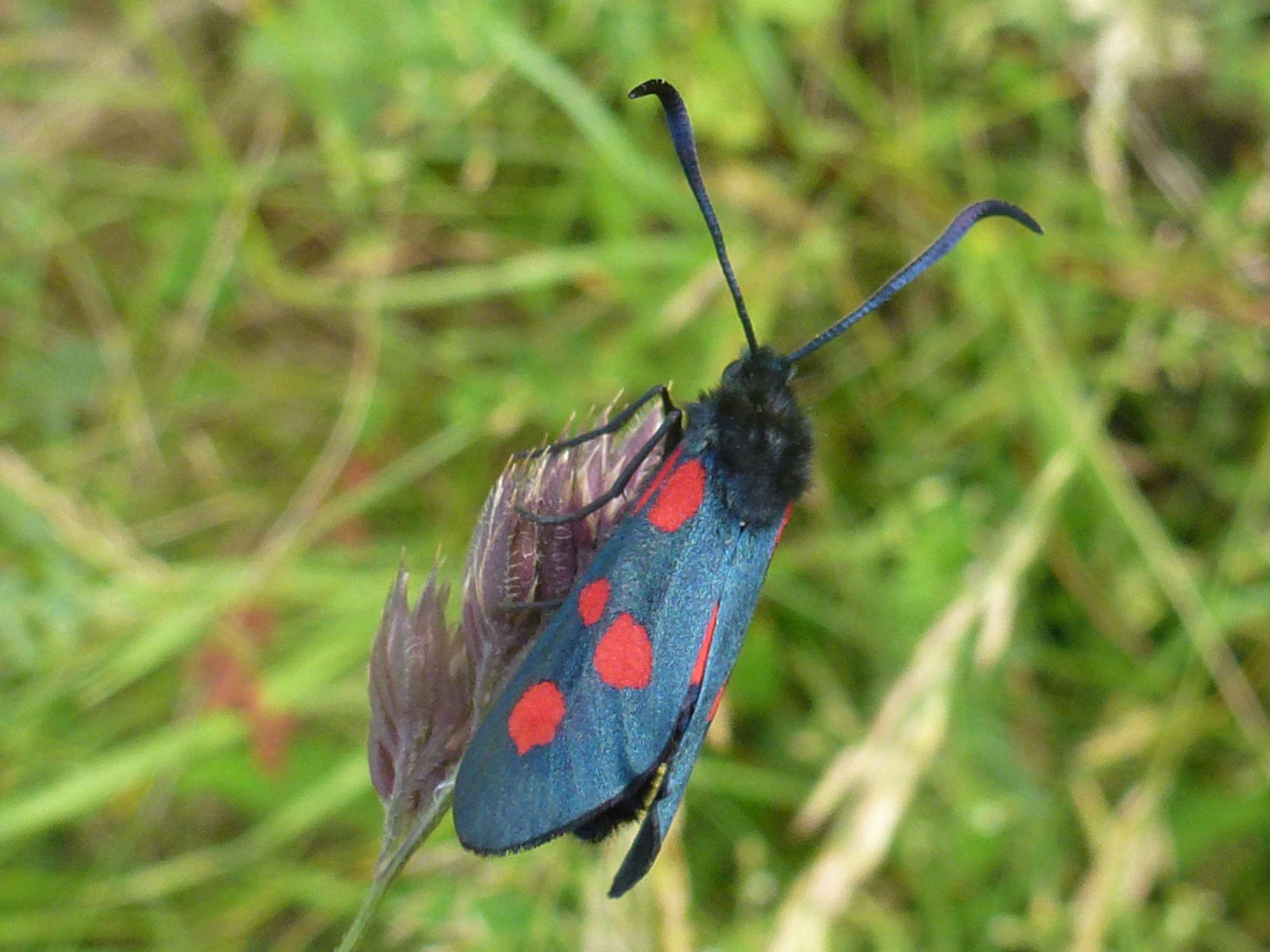 Narrow-bordered Five-spot Burnet (Zygaena lonicerae) photographed in Somerset by Christopher Iles