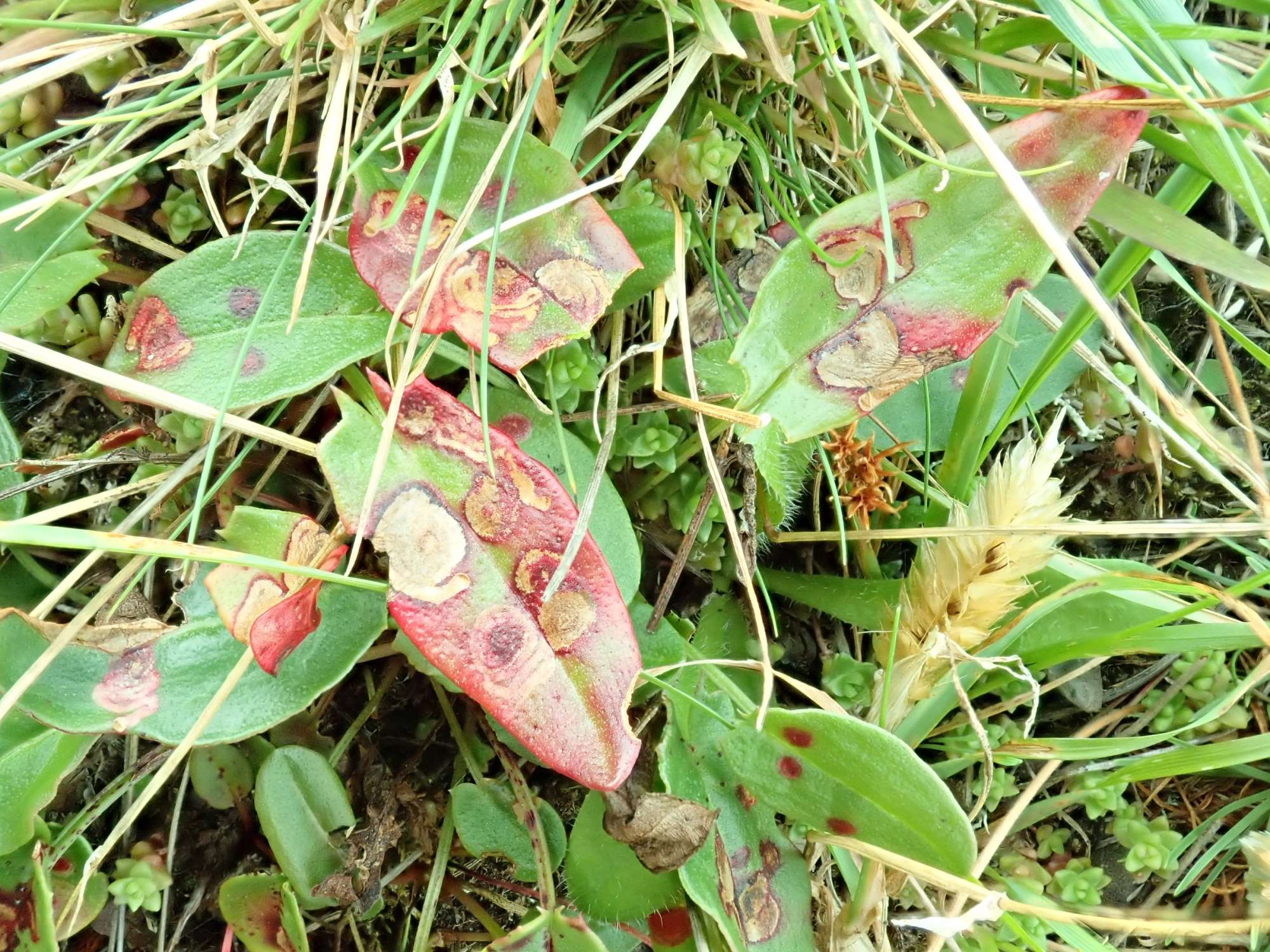 Sorrel Pigmy (Enteucha acetosae) photographed in Somerset by Christopher Iles