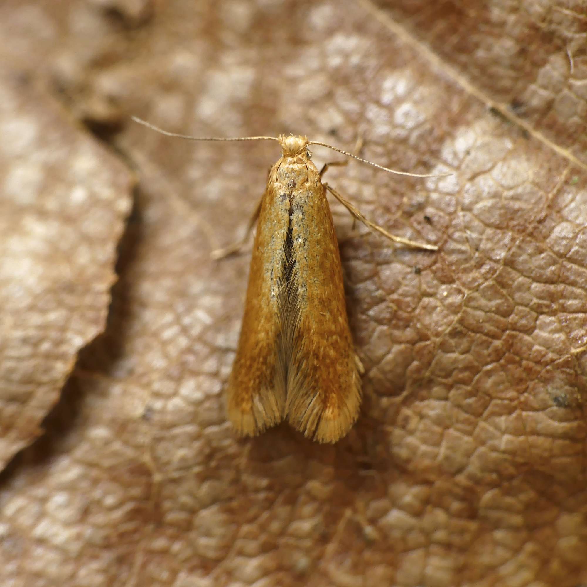 Oak Carl (Tischeria ekebladella) photographed in Somerset by Paul Wilkins