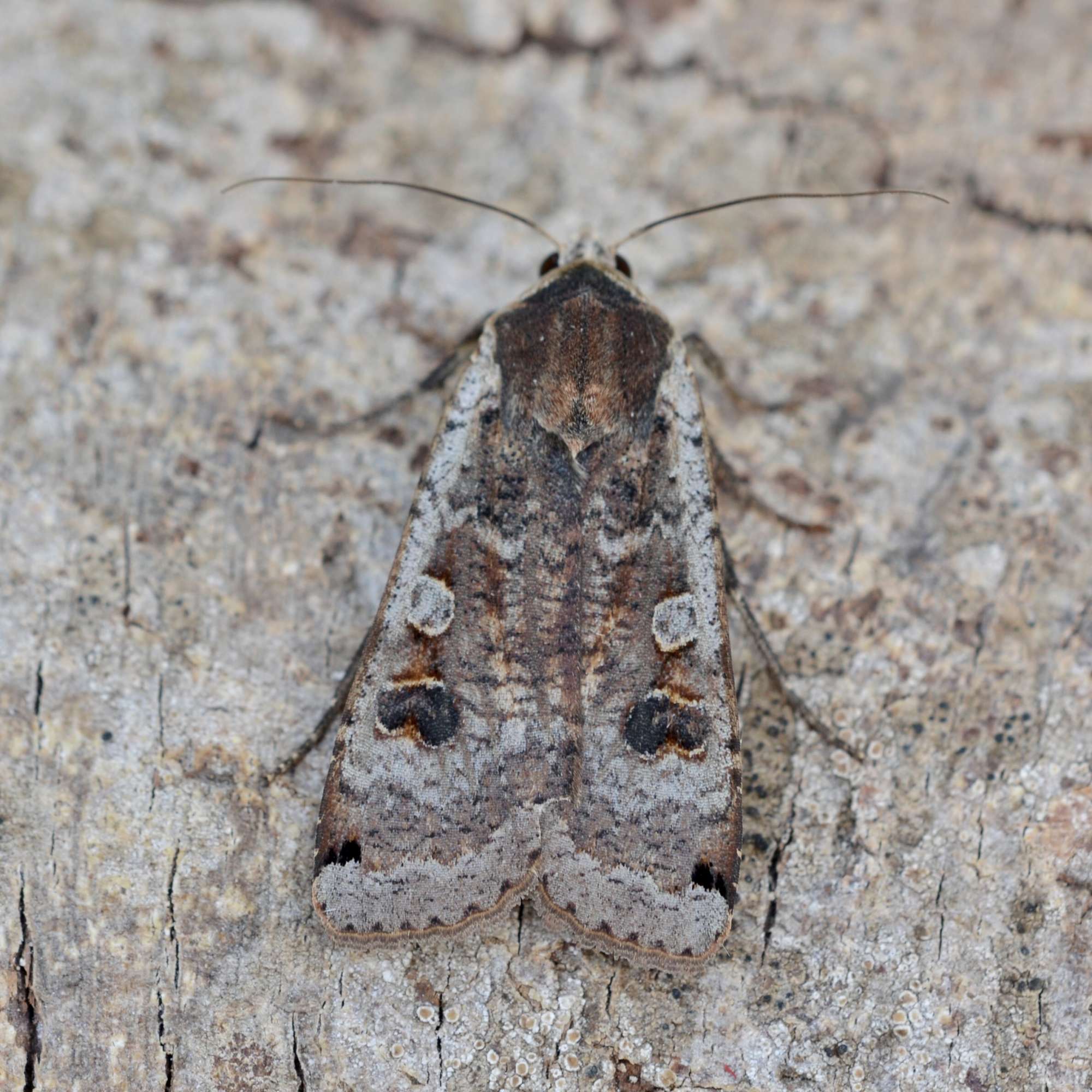 Large Yellow Underwing (Noctua pronuba) photographed in Somerset by Sue Davies