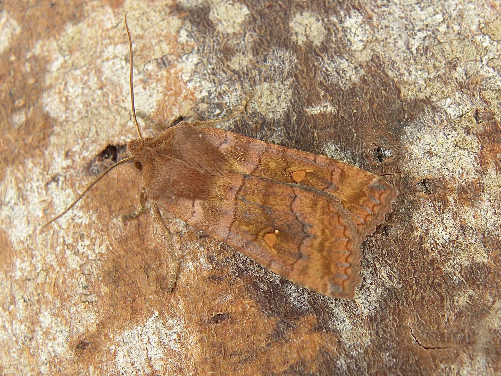 The Satellite (Eupsilia transversa) photographed in Somerset by Sue Davies