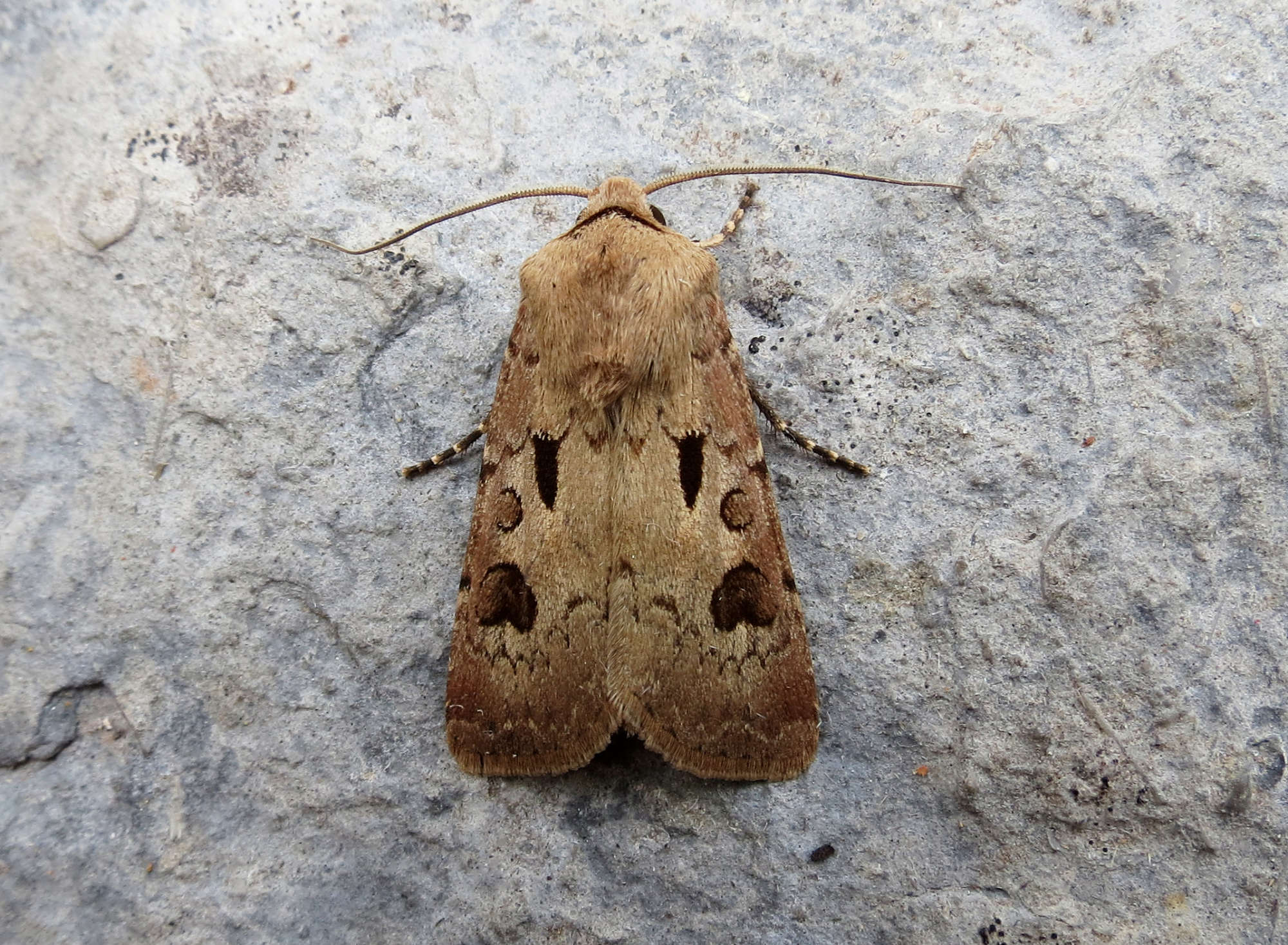 Heart & Dart (Agrotis exclamationis) photographed in Somerset by Steve Chapple