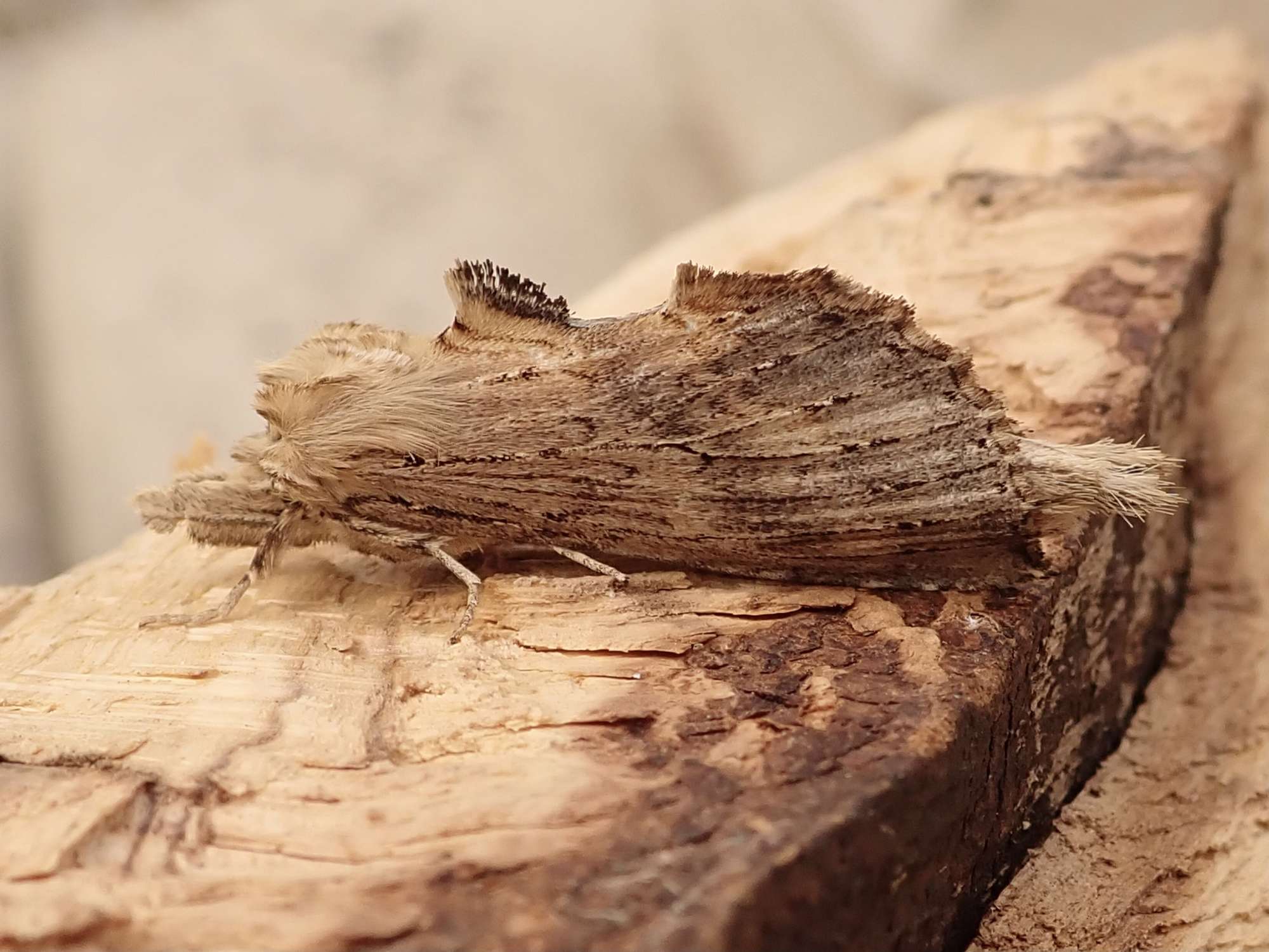 Pale Prominent (Pterostoma palpina) photographed in Somerset by Sue Davies 