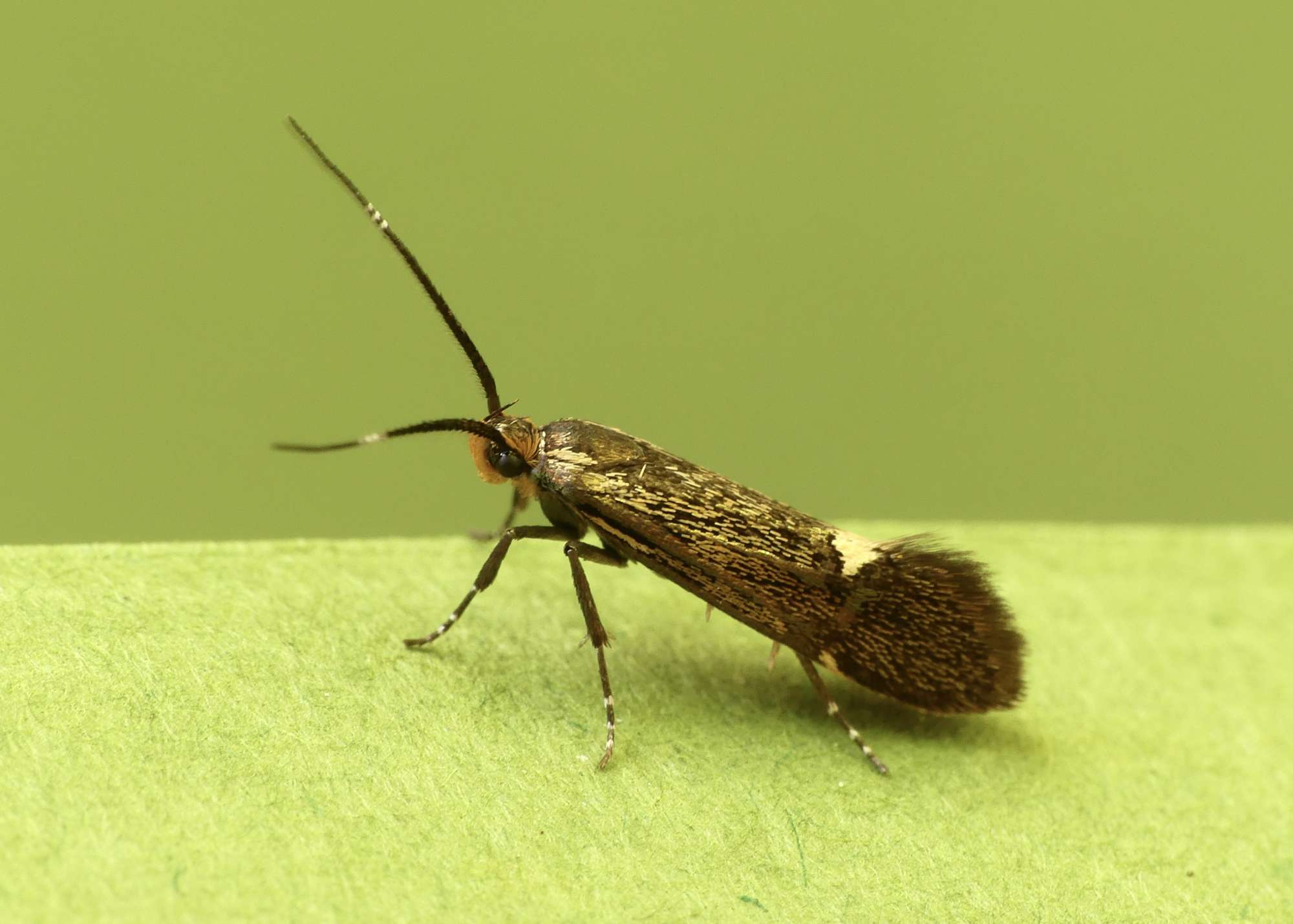 Sulphur Tubic (Esperia sulphurella) photographed in Somerset by Paul Wilkins