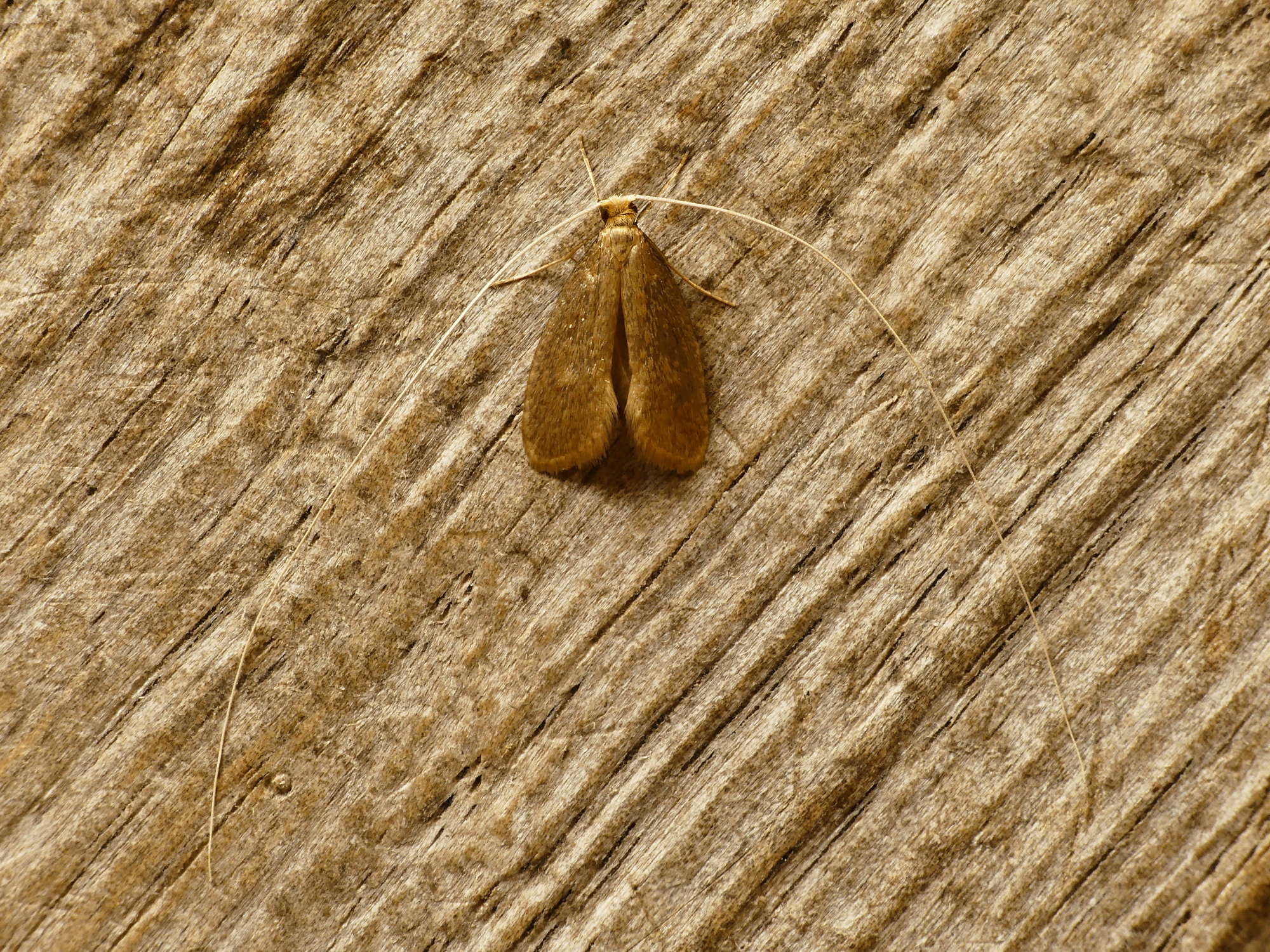 Sandy Long-horn (Nematopogon schwarziellus) photographed in Somerset by Paul Wilkins