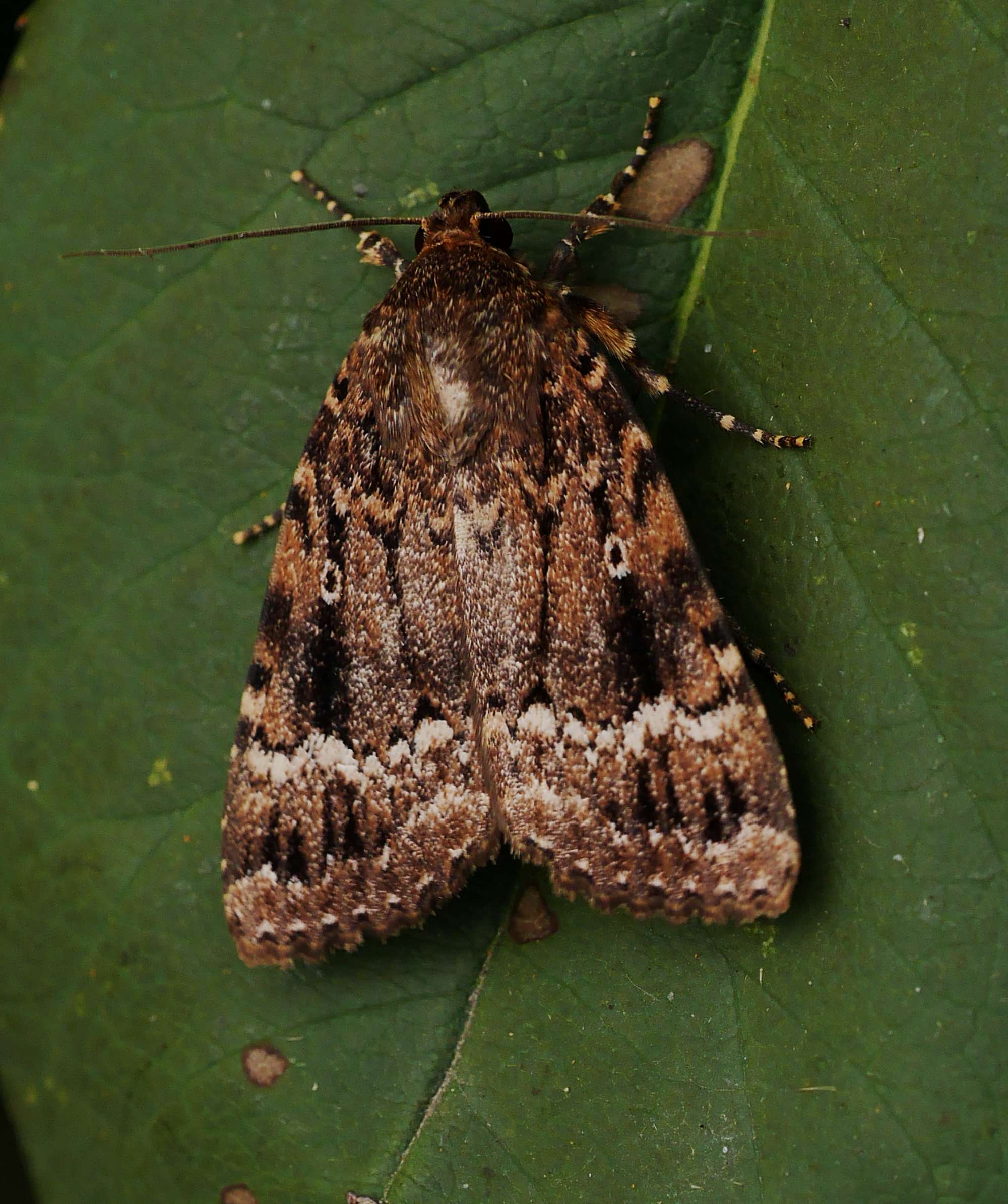 Copper Underwing (Amphipyra pyramidea) photographed in Somerset by John Connolly